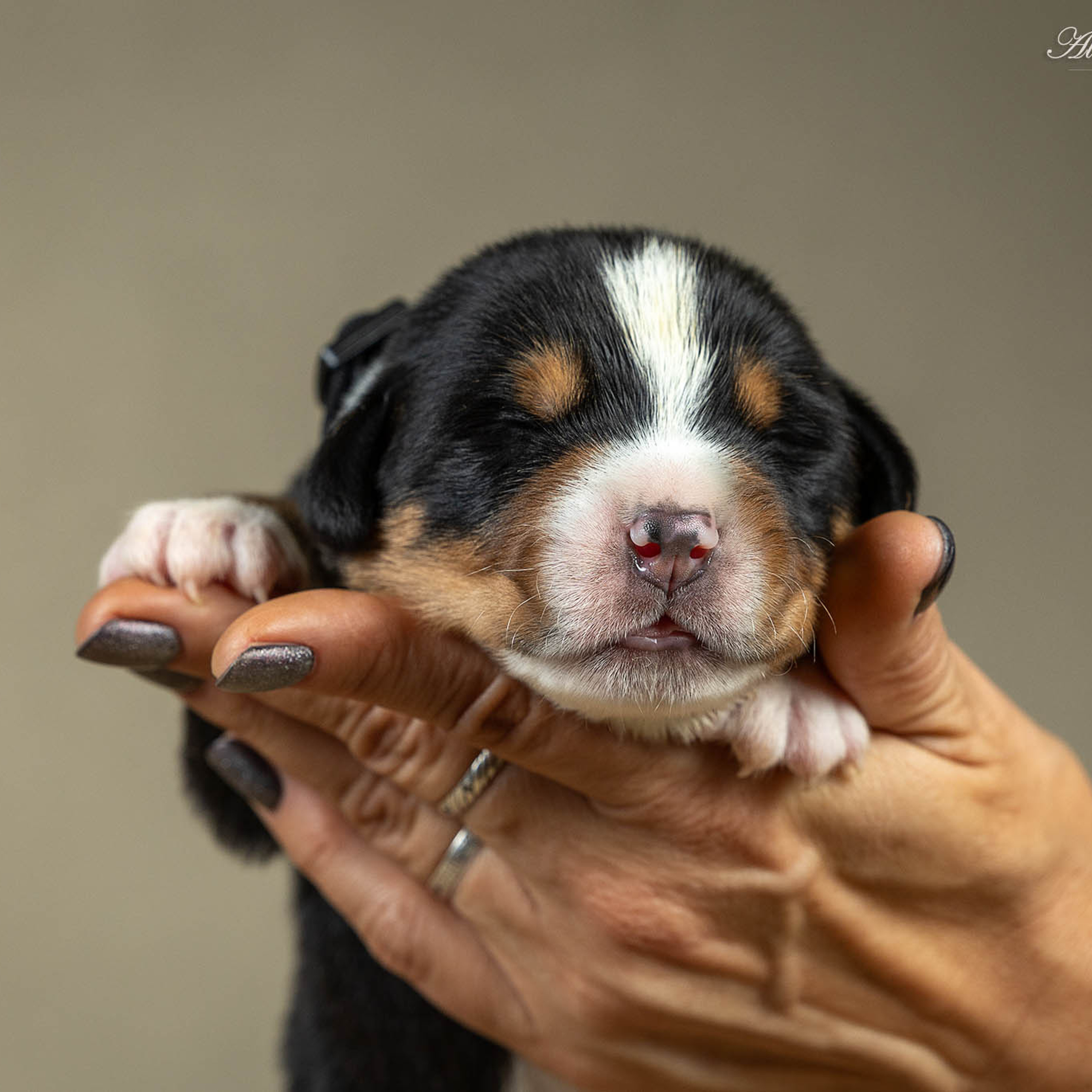 Щенки зенненхунда. Питомник Больших Швейцарских Зенненхундов в Калужской области
