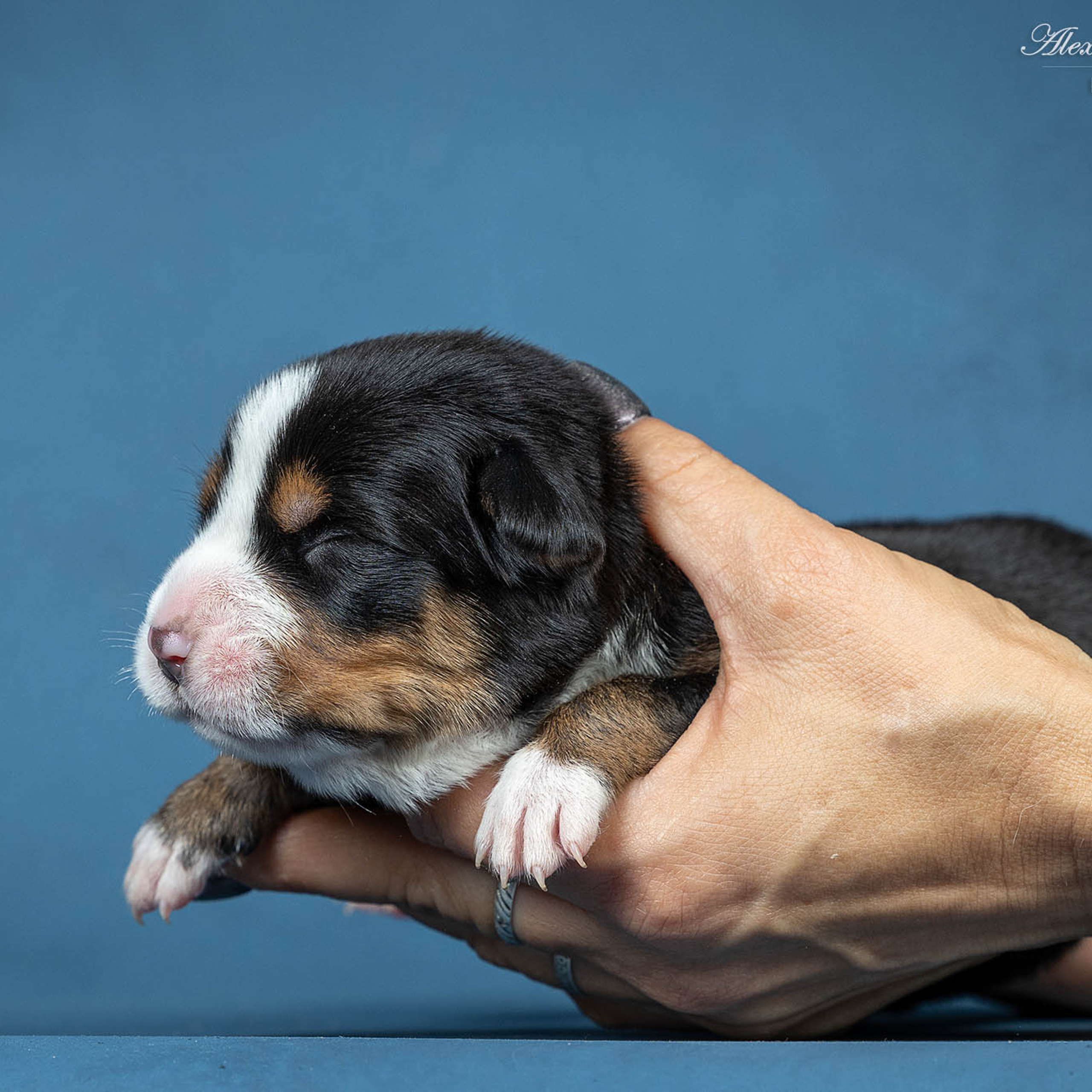 Щенки зенненхунда. Питомник Больших Швейцарских Зенненхундов в Калужской области