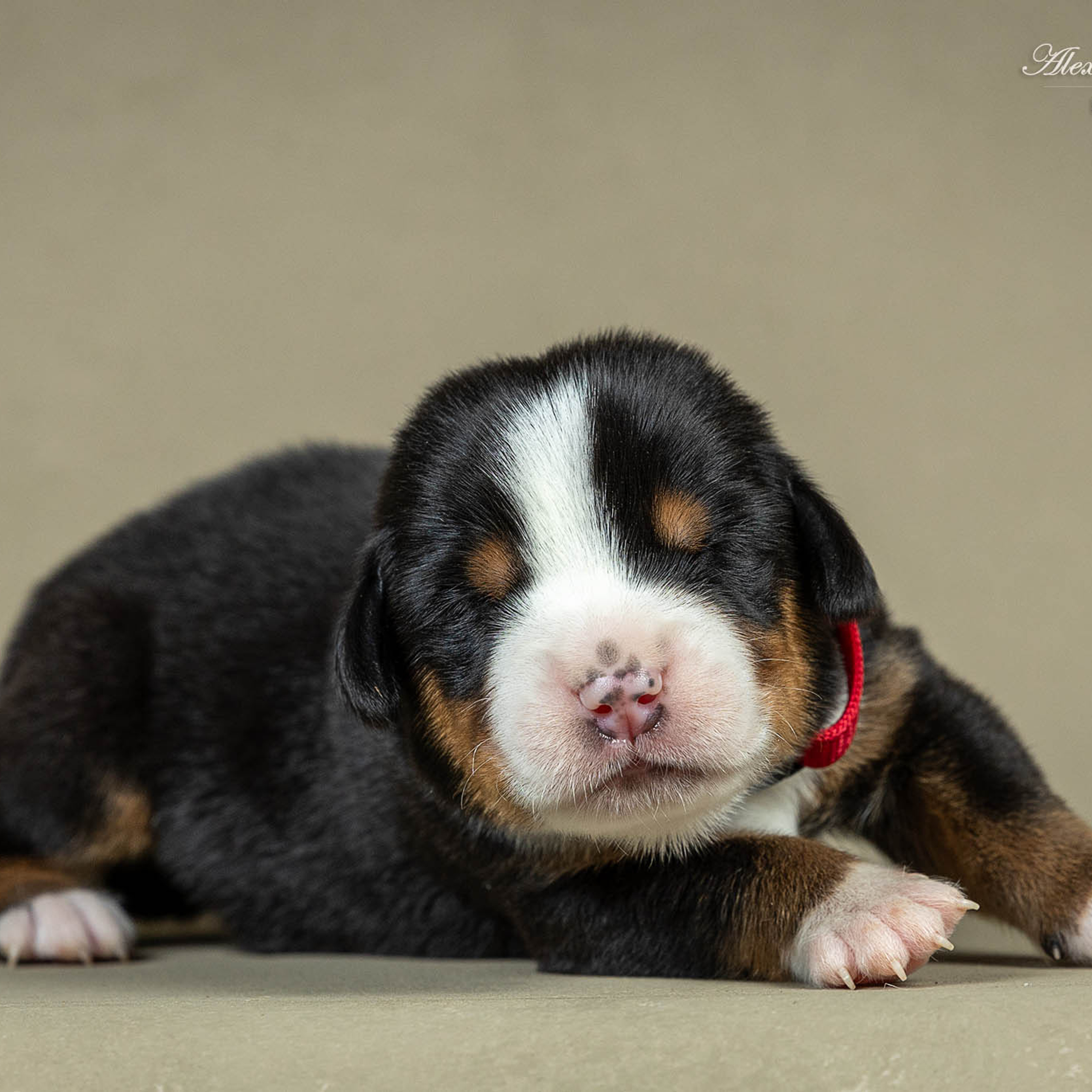 Щенки зенненхунда. Питомник Больших Швейцарских Зенненхундов в Калужской области