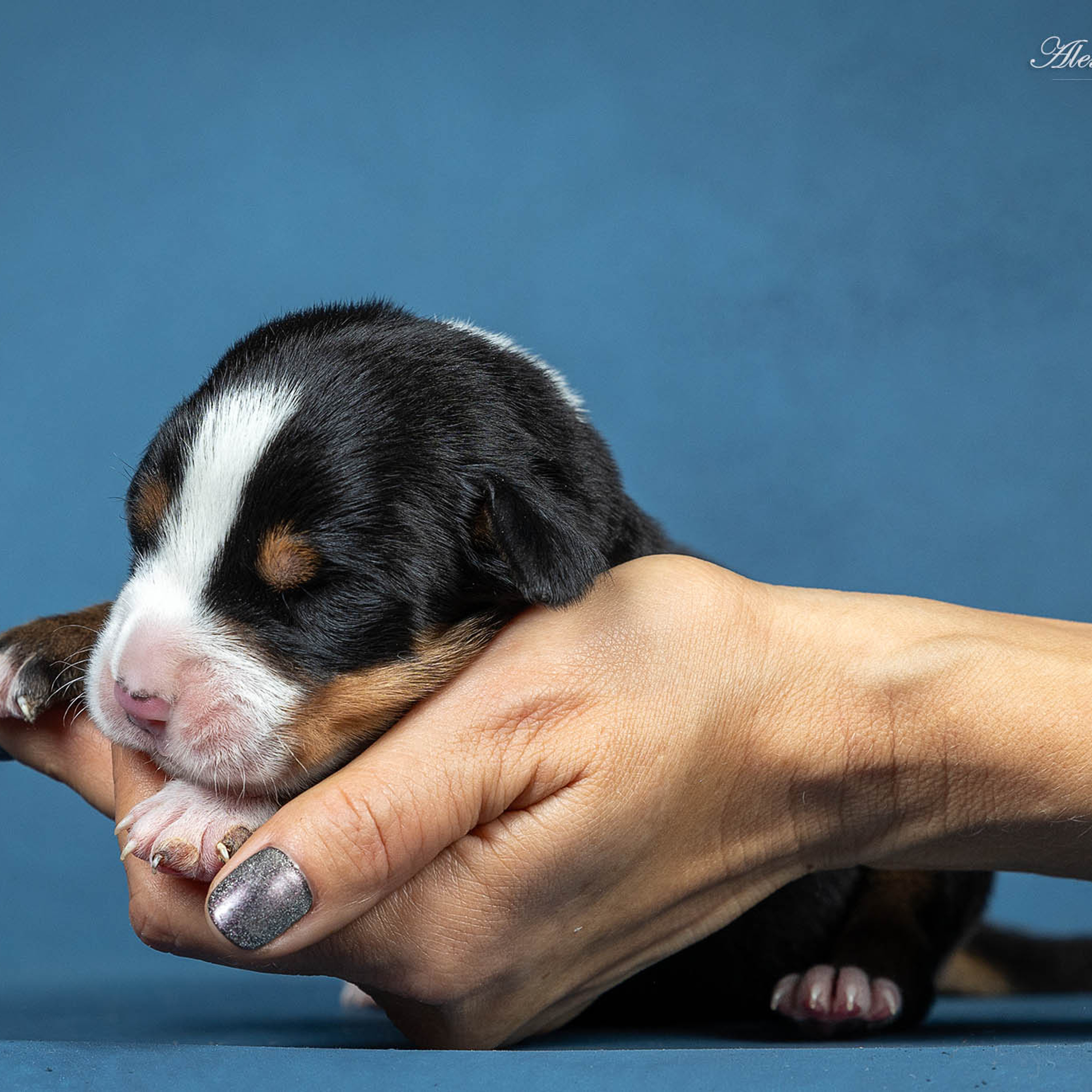 Щенки зенненхунда. Питомник Больших Швейцарских Зенненхундов в Калужской области