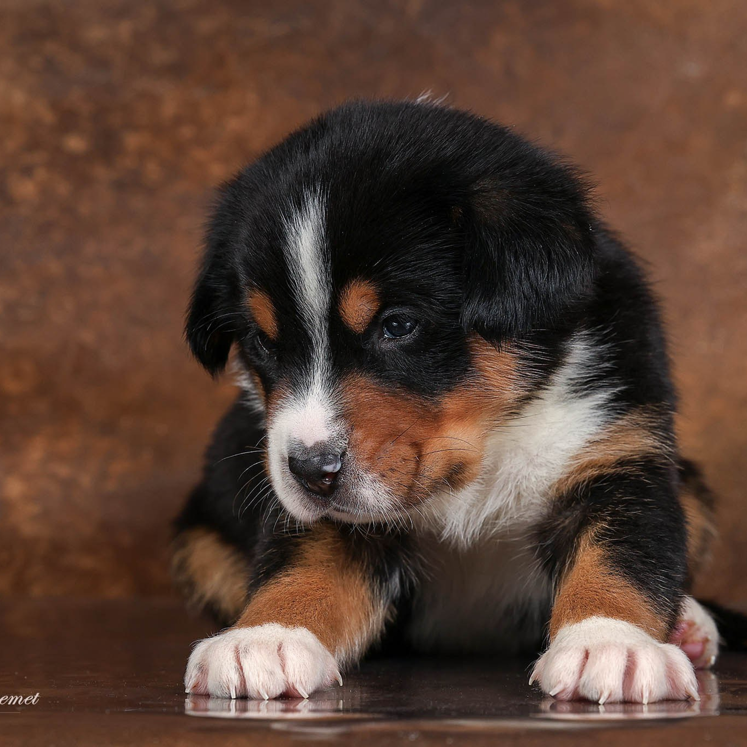 Щенки зенненхунда. Питомник Больших Швейцарских Зенненхундов в Калужской области