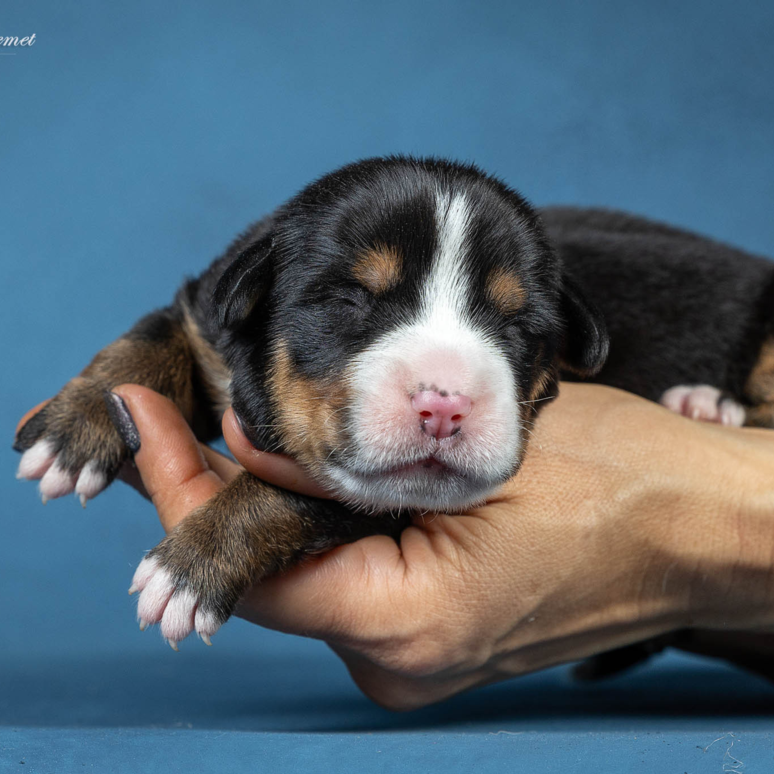 Щенки зенненхунда. Питомник Больших Швейцарских Зенненхундов в Калужской области