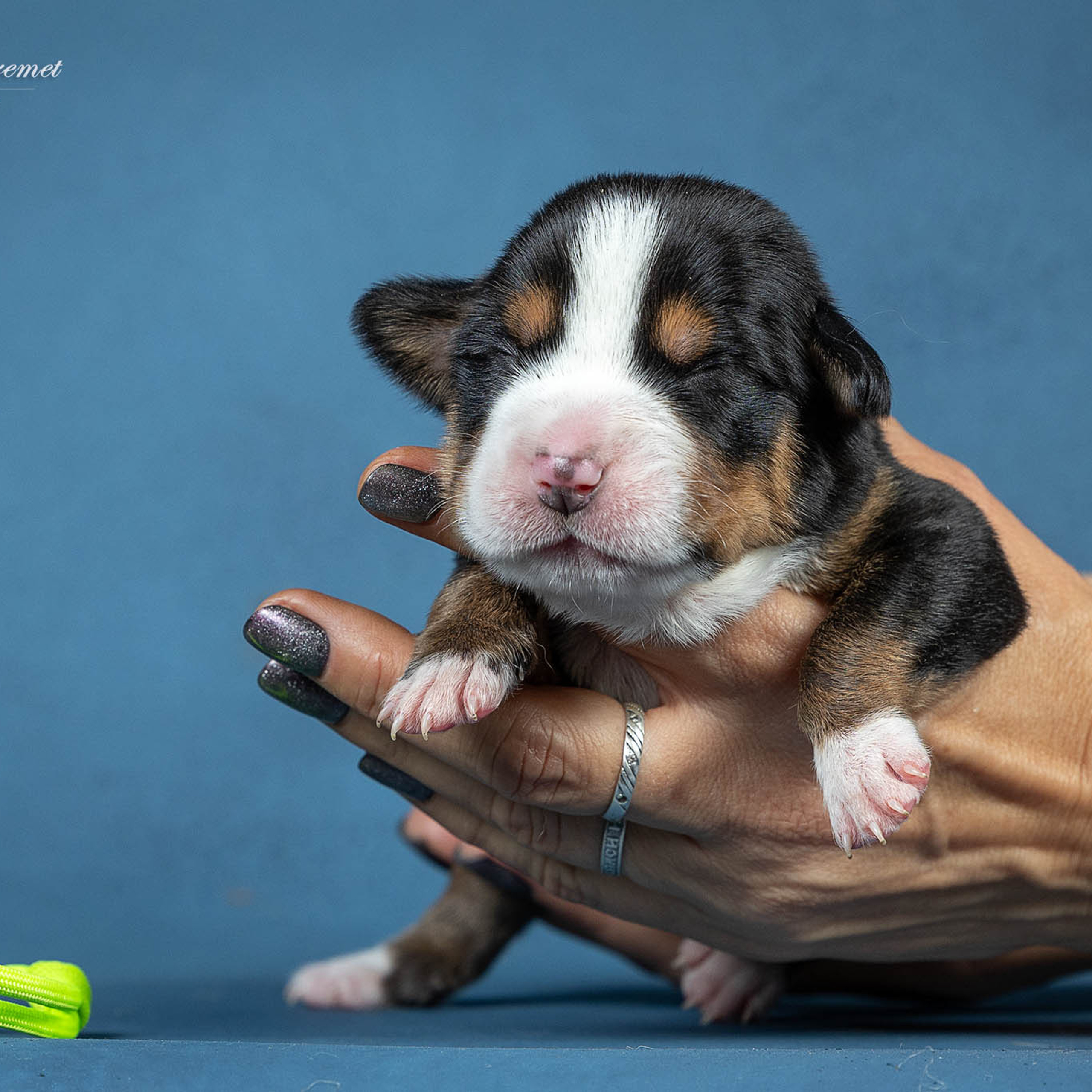 Щенки зенненхунда. Питомник Больших Швейцарских Зенненхундов в Калужской области