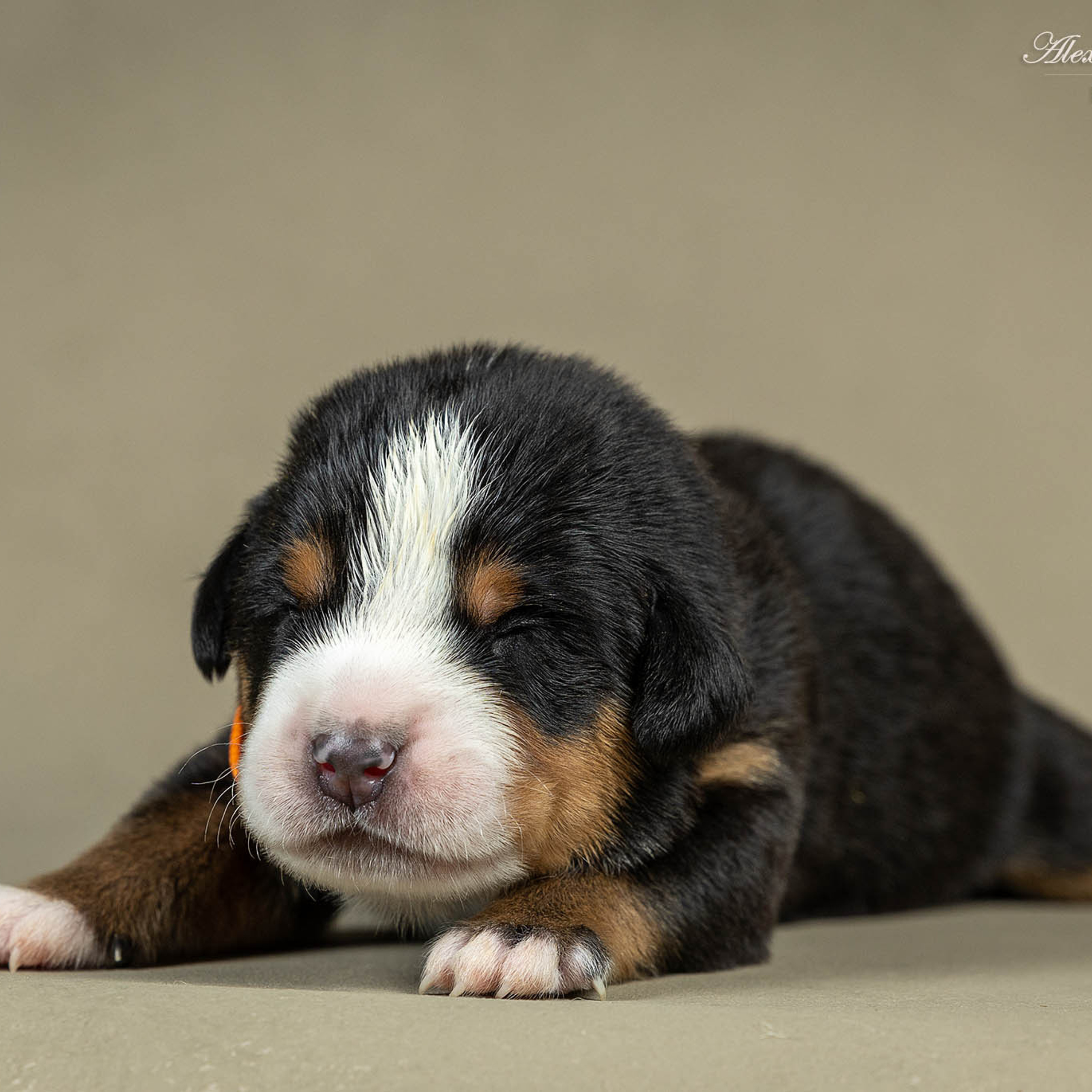 Щенки зенненхунда. Питомник Больших Швейцарских Зенненхундов в Калужской области