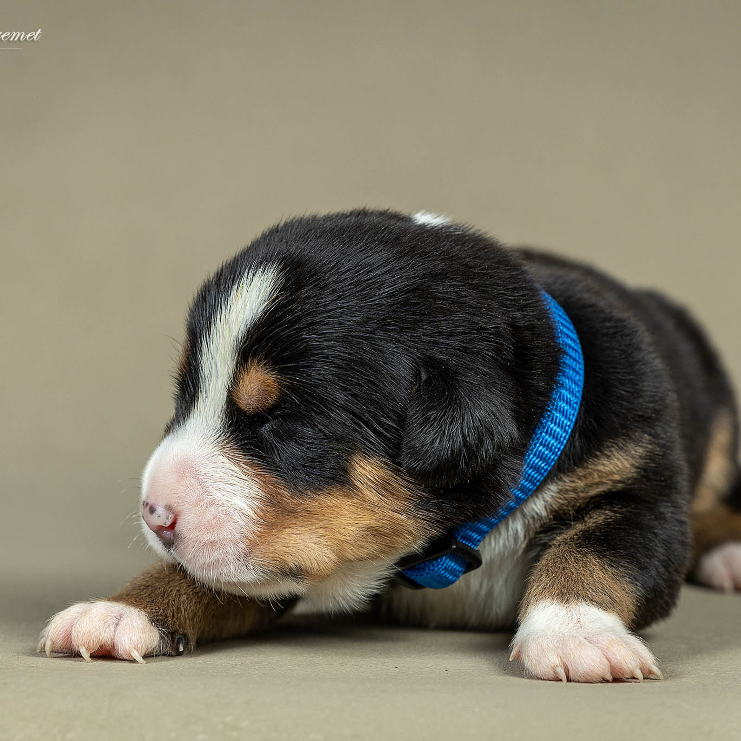 Щенки зенненхунда. Питомник Больших Швейцарских Зенненхундов в Калужской области