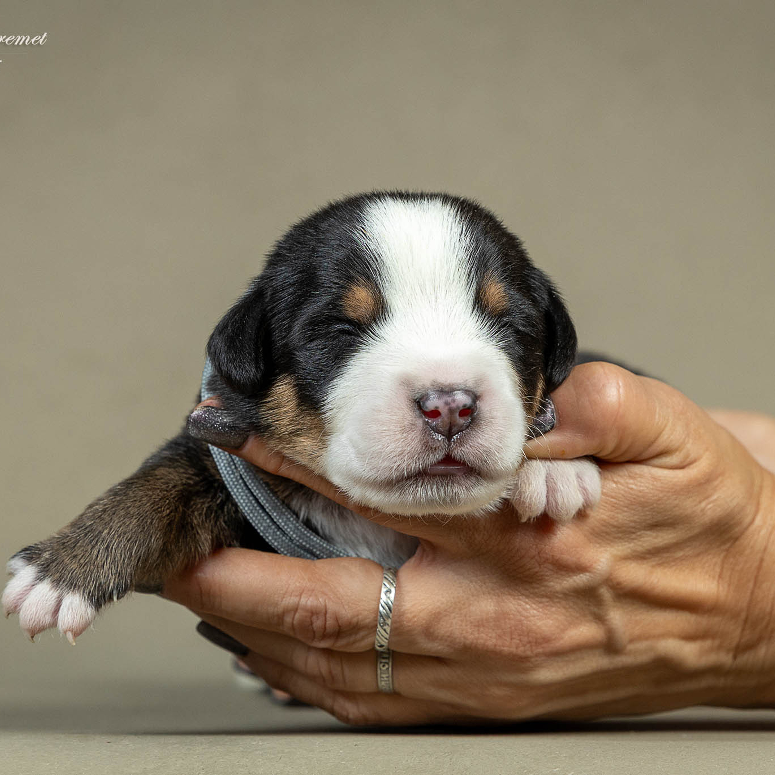Щенки зенненхунда. Питомник Больших Швейцарских Зенненхундов в Калужской области