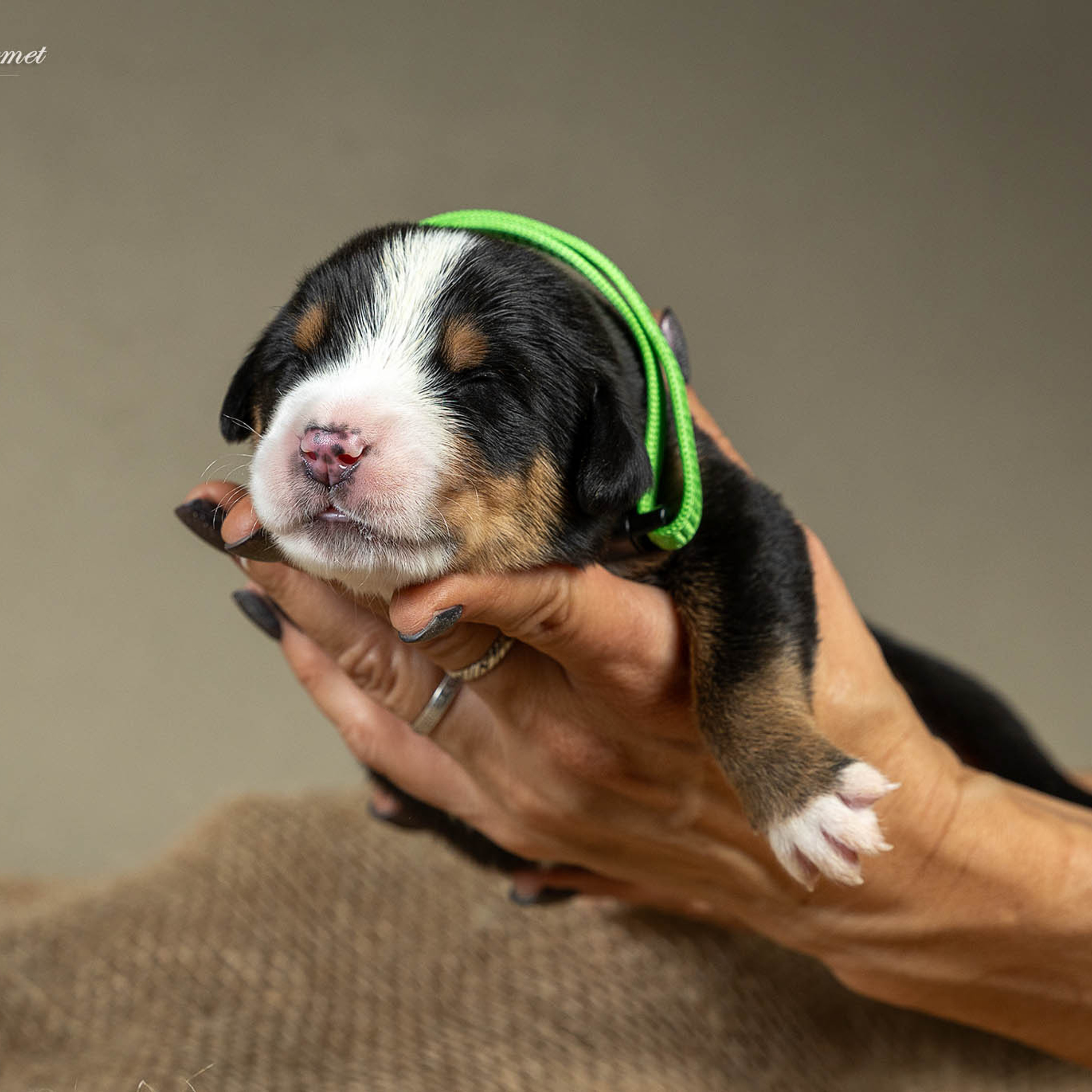 Щенки зенненхунда. Питомник Больших Швейцарских Зенненхундов в Калужской области