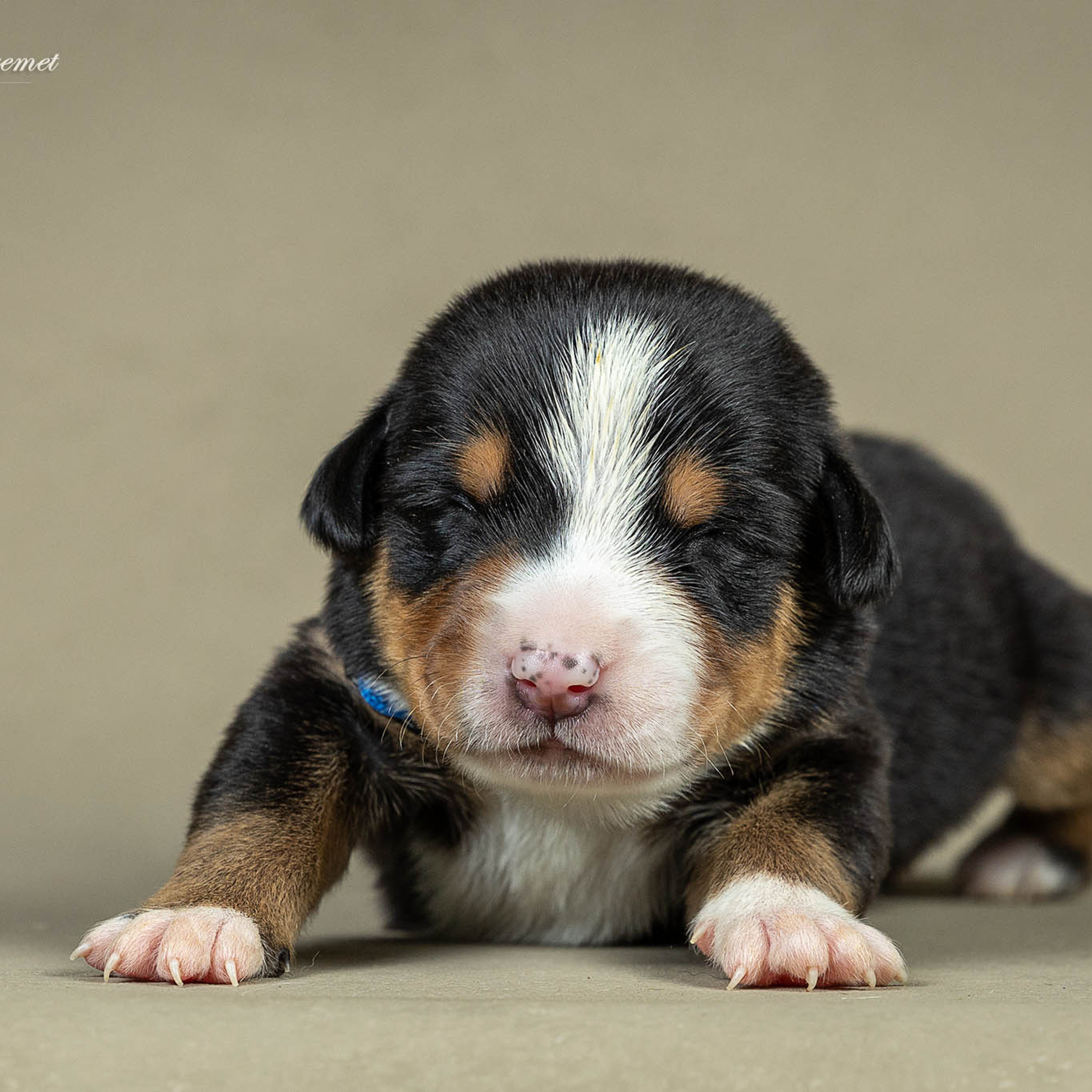Щенки зенненхунда. Питомник Больших Швейцарских Зенненхундов в Калужской области