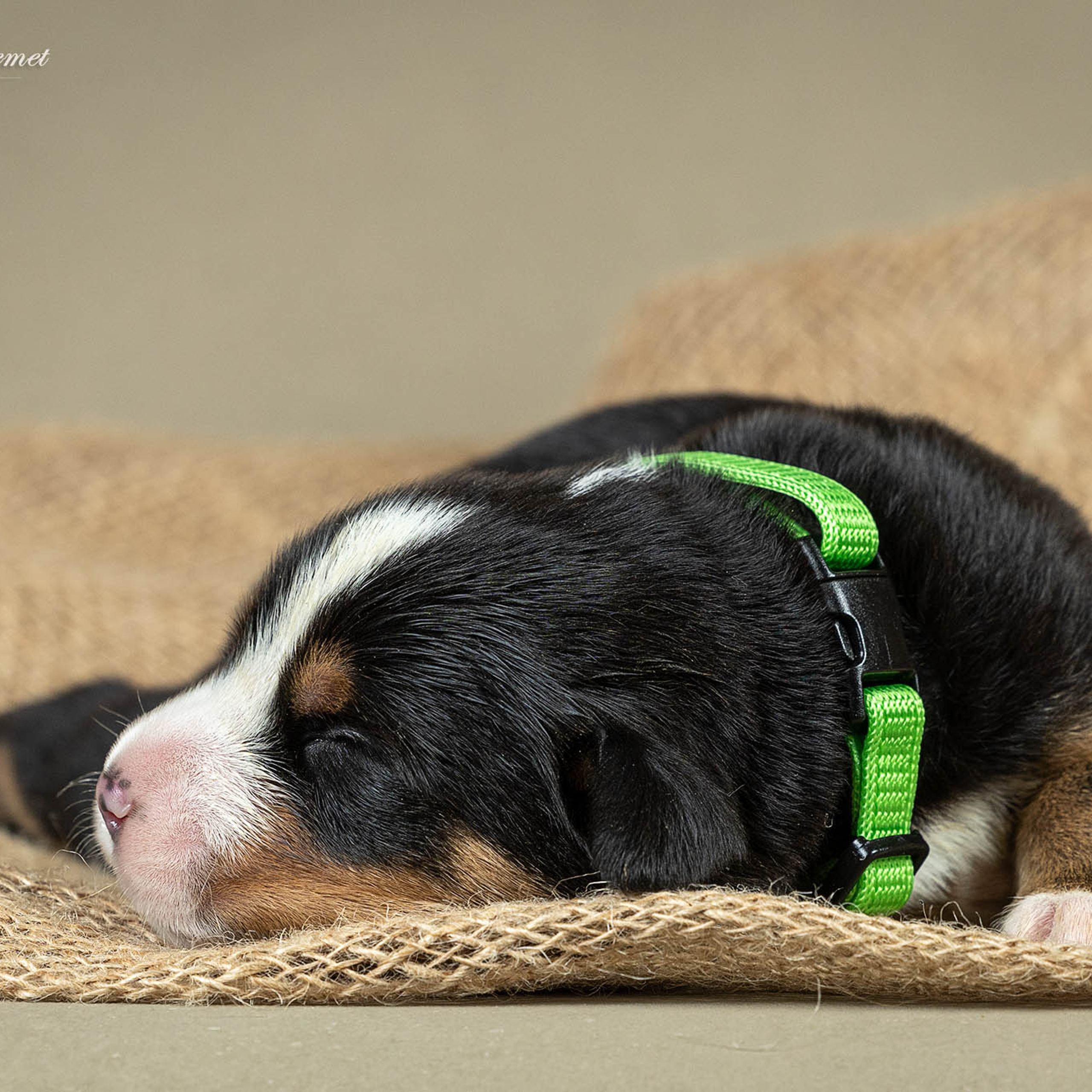 Щенки зенненхунда. Питомник Больших Швейцарских Зенненхундов в Калужской области