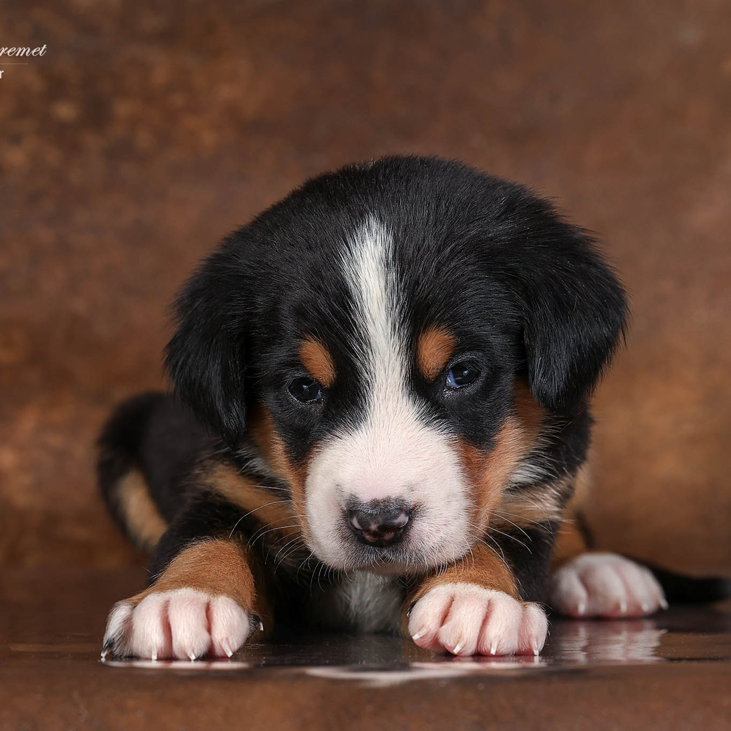 Щенки зенненхунда. Питомник Больших Швейцарских Зенненхундов в Калужской области