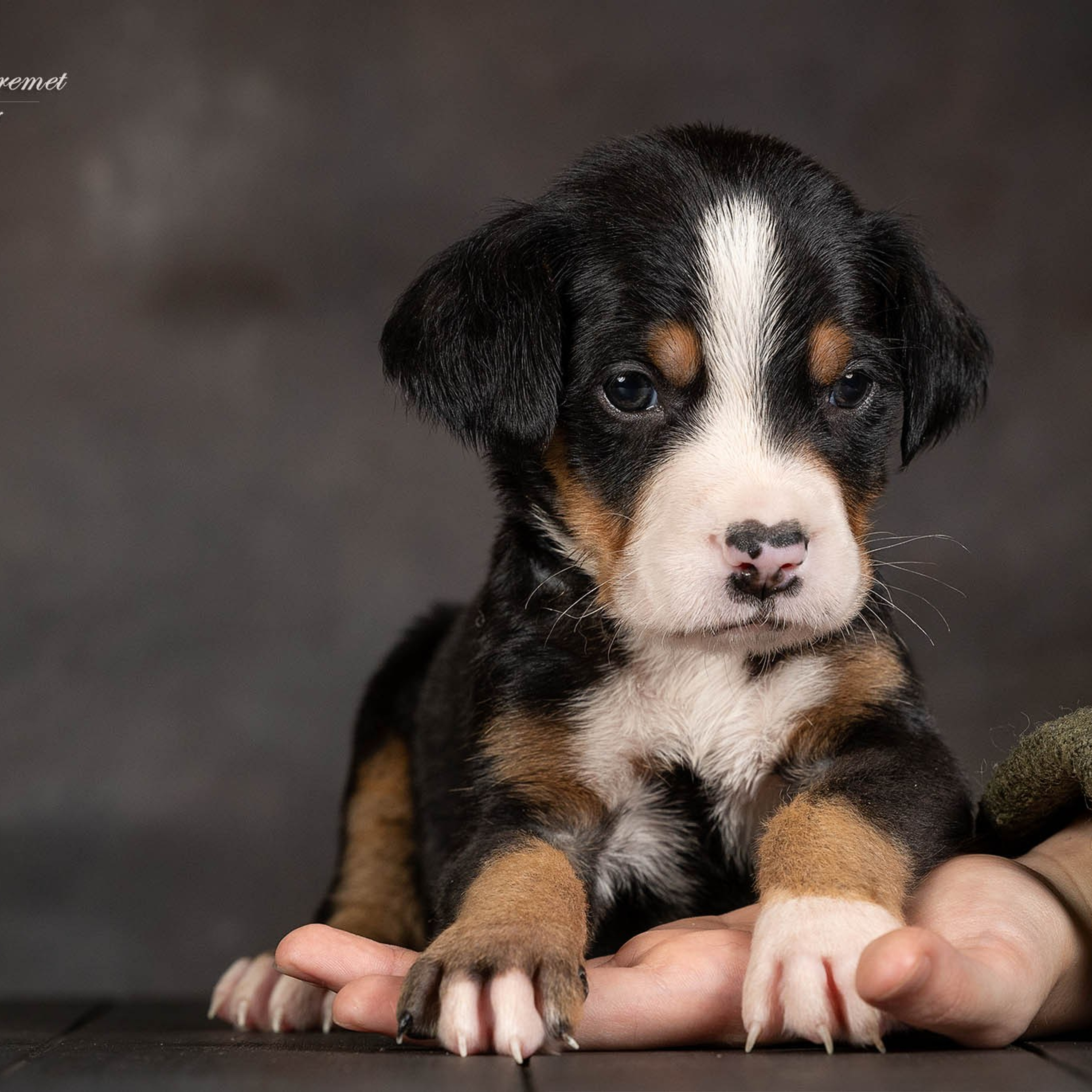Щенки зенненхунда. Питомник Больших Швейцарских Зенненхундов в Калужской области