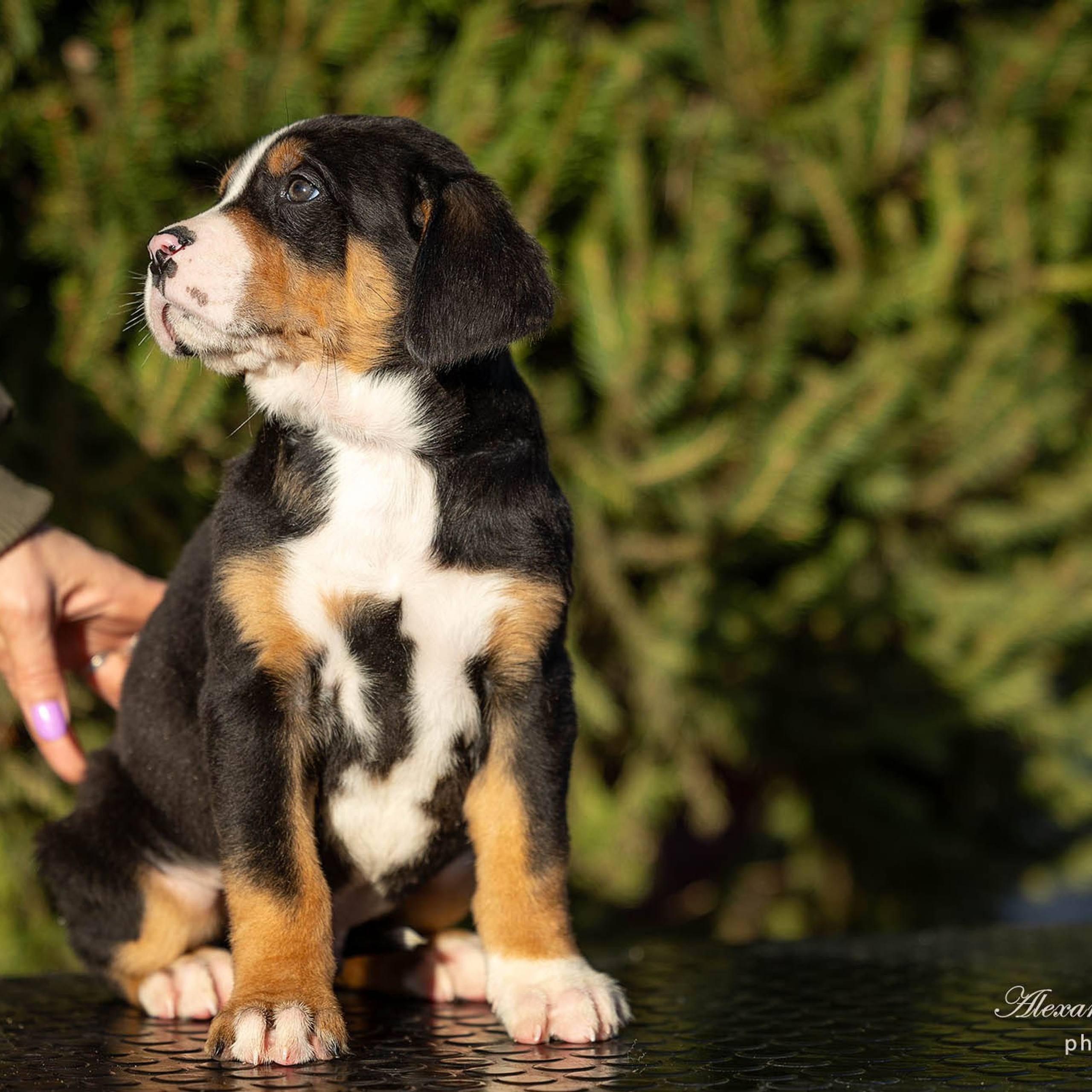 Щенки зенненхунда. Питомник Больших Швейцарских Зенненхундов в Калужской области