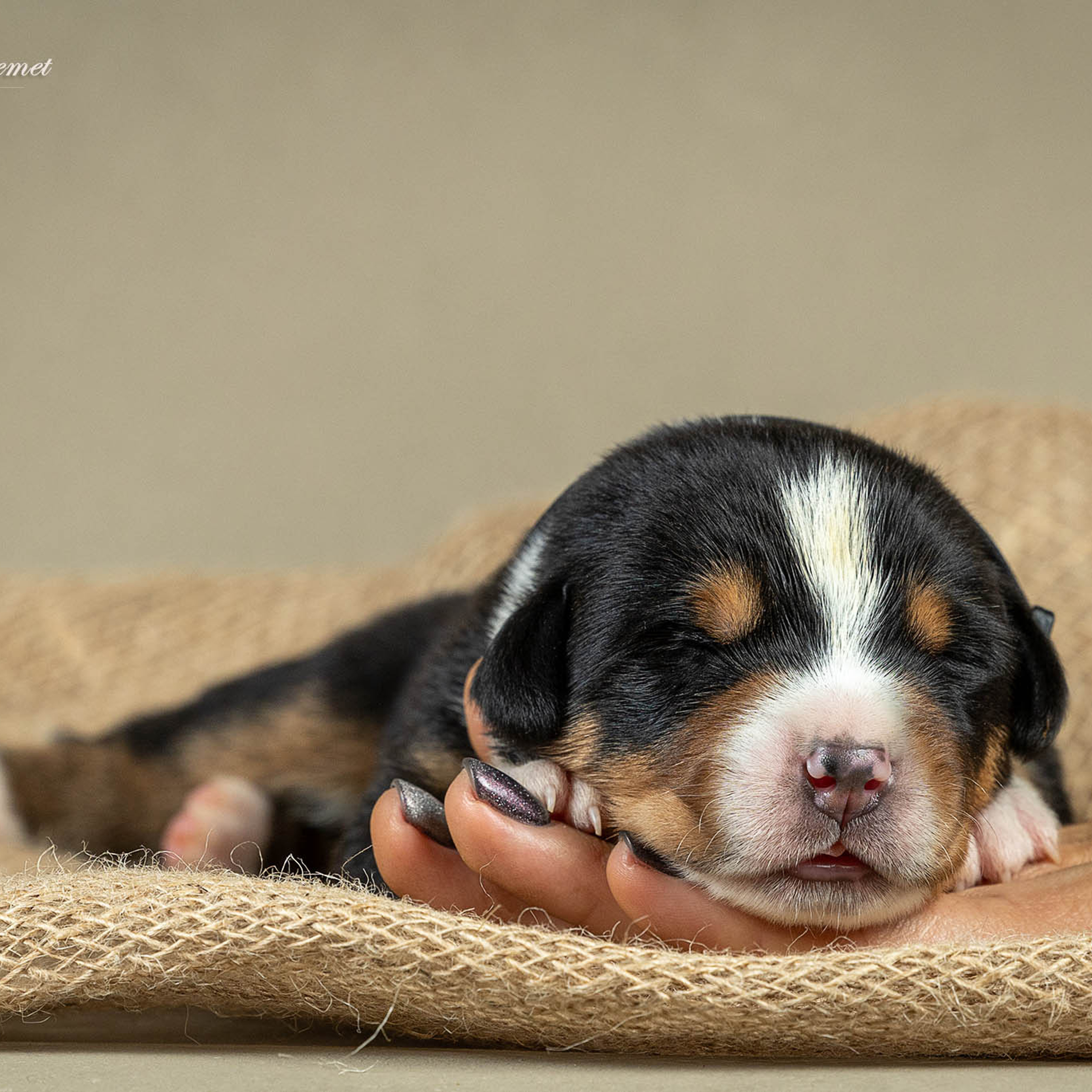 Щенки зенненхунда. Питомник Больших Швейцарских Зенненхундов в Калужской области