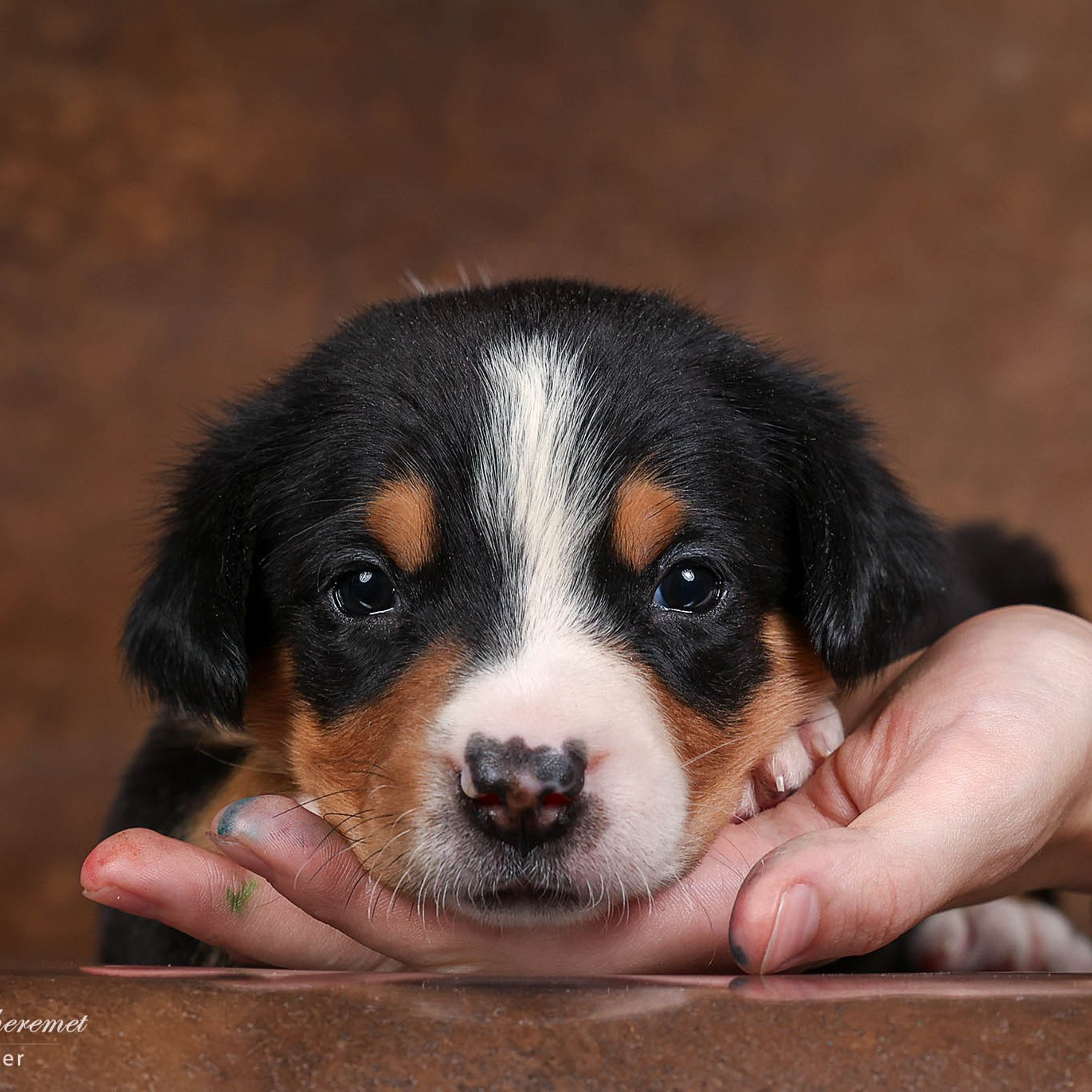 Щенки зенненхунда. Питомник Больших Швейцарских Зенненхундов в Калужской области