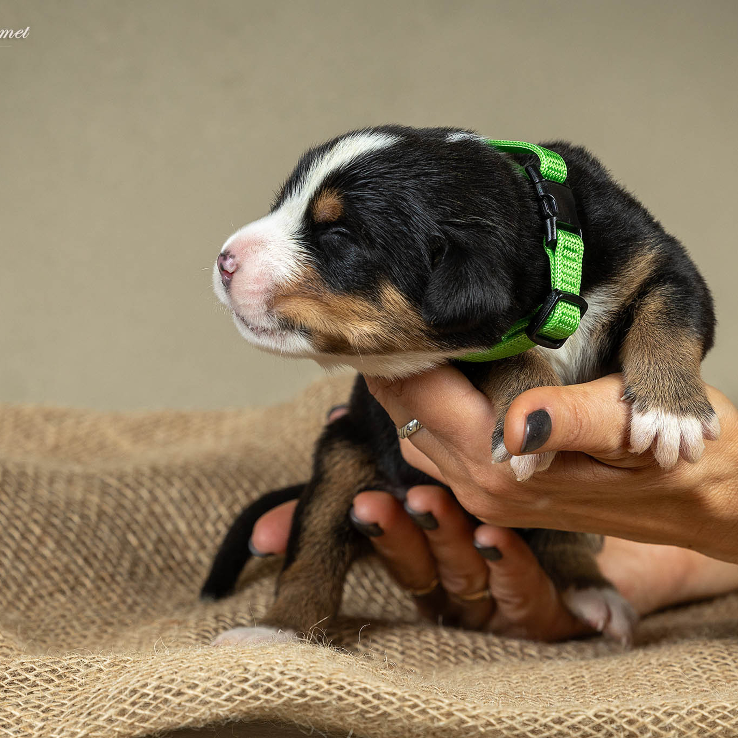 Щенки зенненхунда. Питомник Больших Швейцарских Зенненхундов в Калужской области