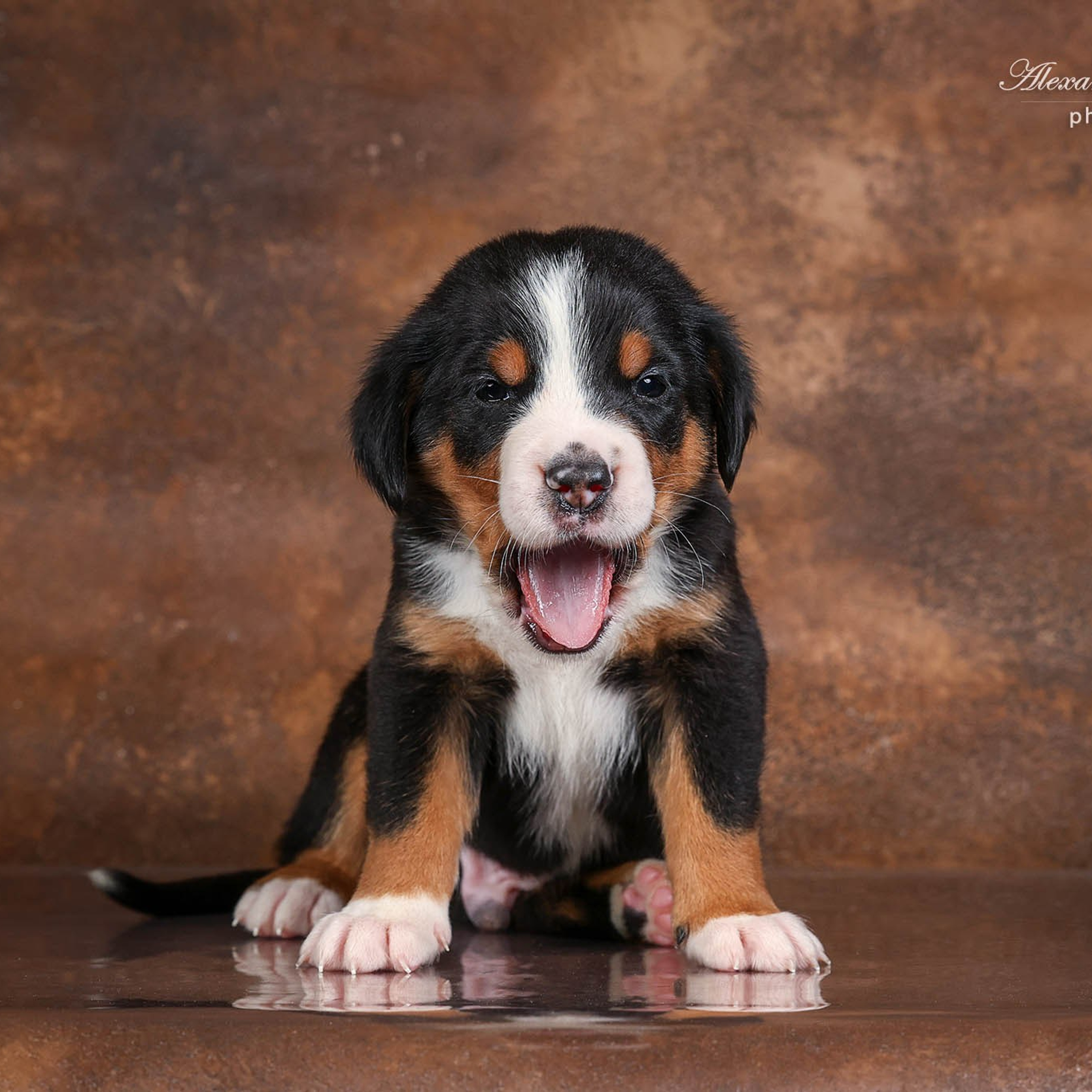 Щенки зенненхунда. Питомник Больших Швейцарских Зенненхундов в Калужской области