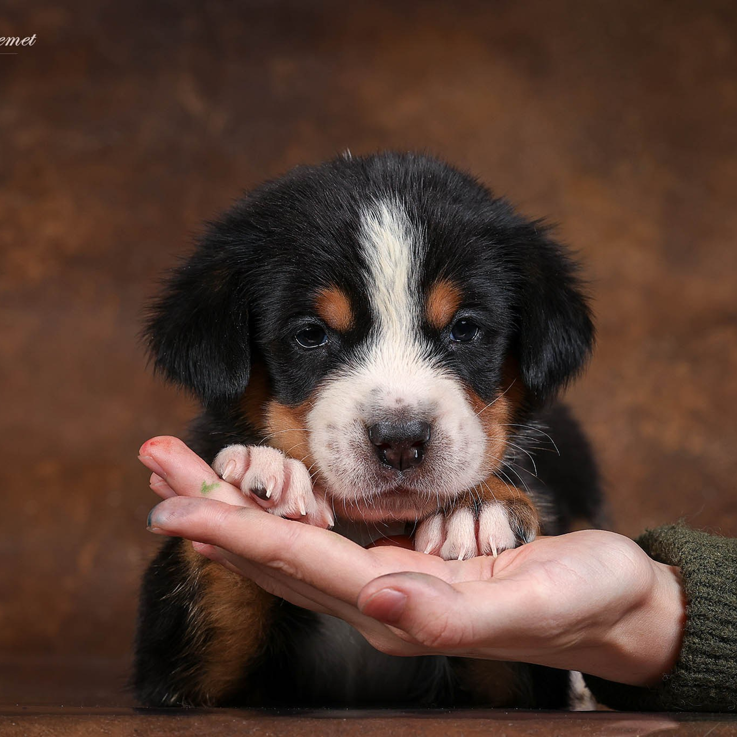 Щенки зенненхунда. Питомник Больших Швейцарских Зенненхундов в Калужской области