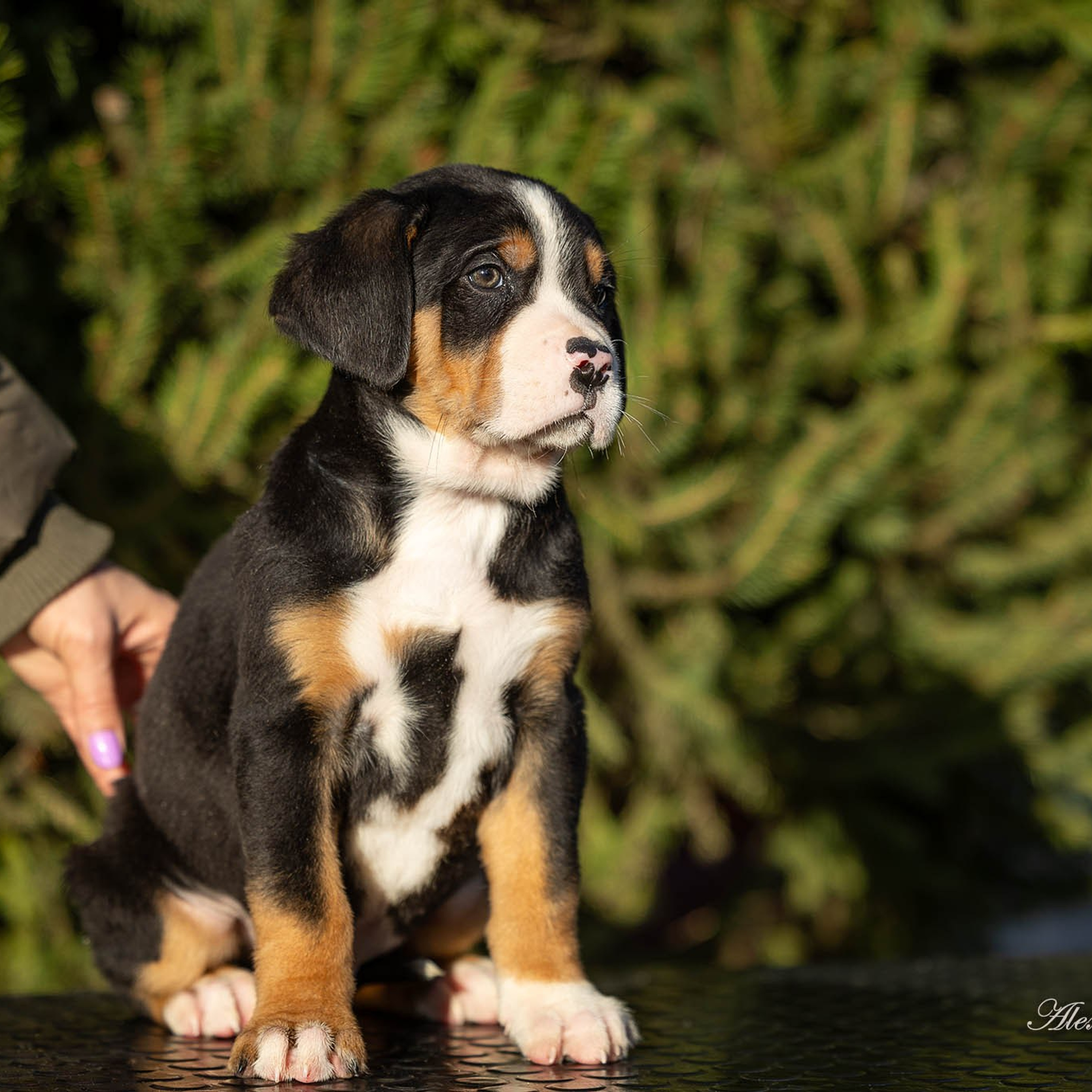 Щенки зенненхунда. Питомник Больших Швейцарских Зенненхундов в Калужской области