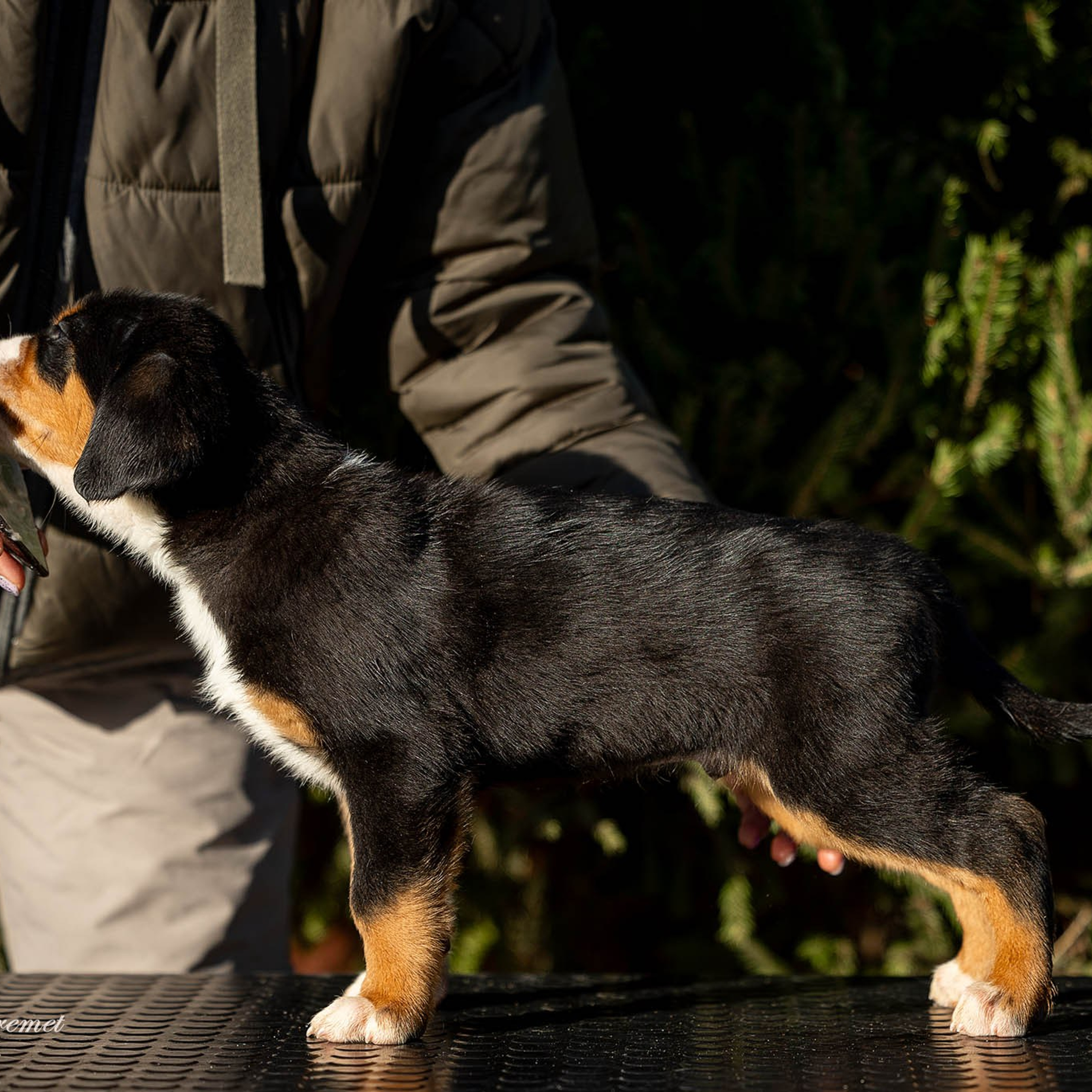 Щенки зенненхунда. Питомник Больших Швейцарских Зенненхундов в Калужской области