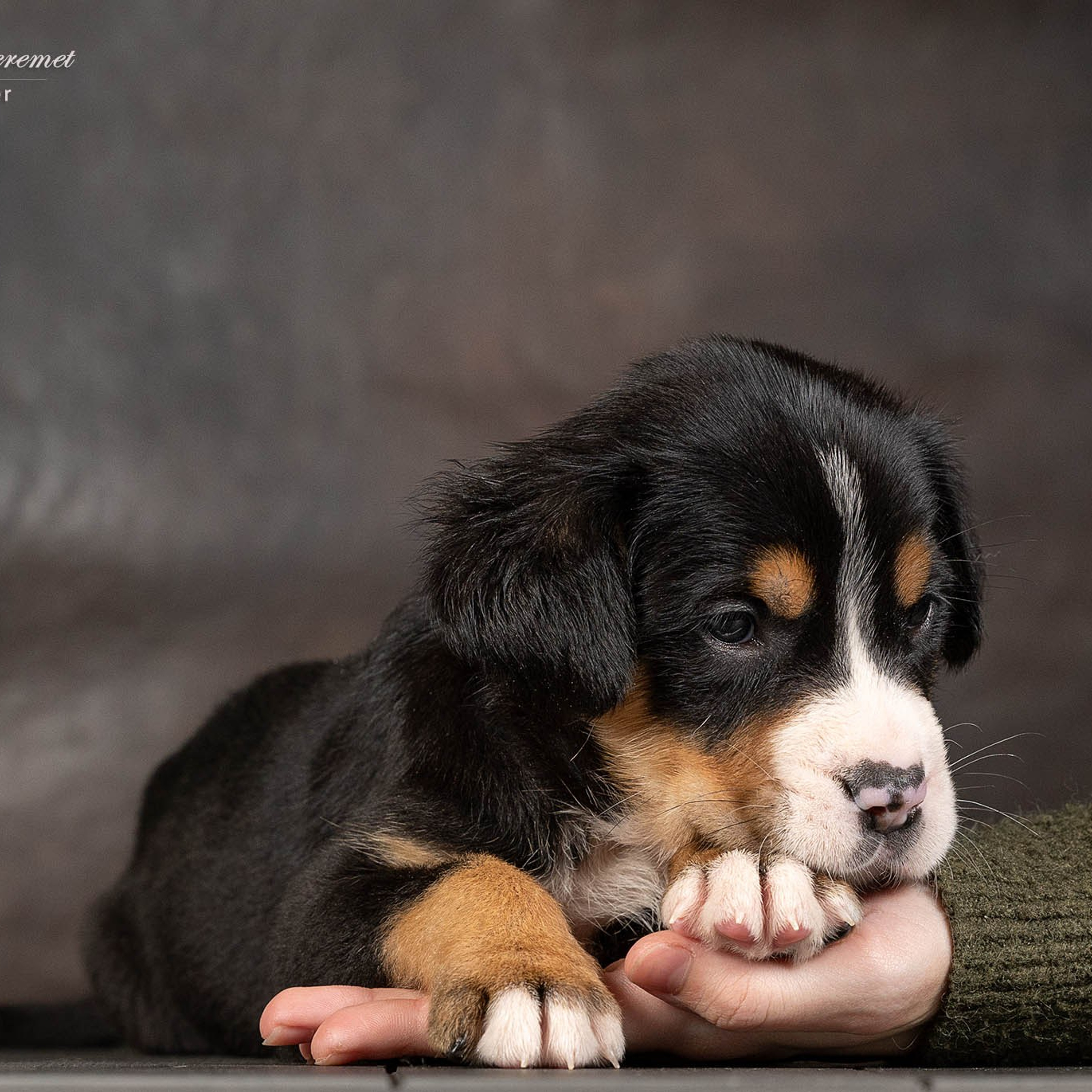 Щенки зенненхунда. Питомник Больших Швейцарских Зенненхундов в Калужской области