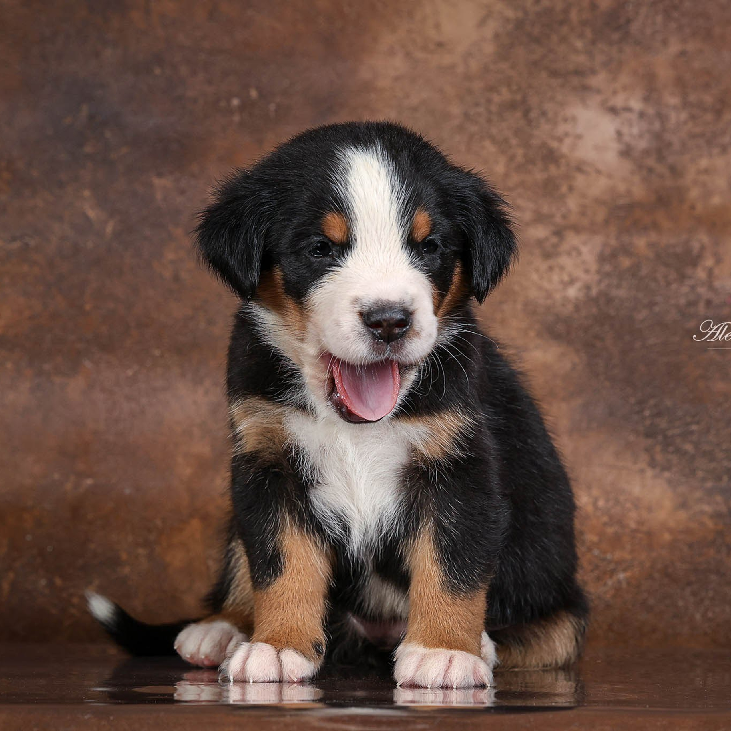 Щенки зенненхунда. Питомник Больших Швейцарских Зенненхундов в Калужской области