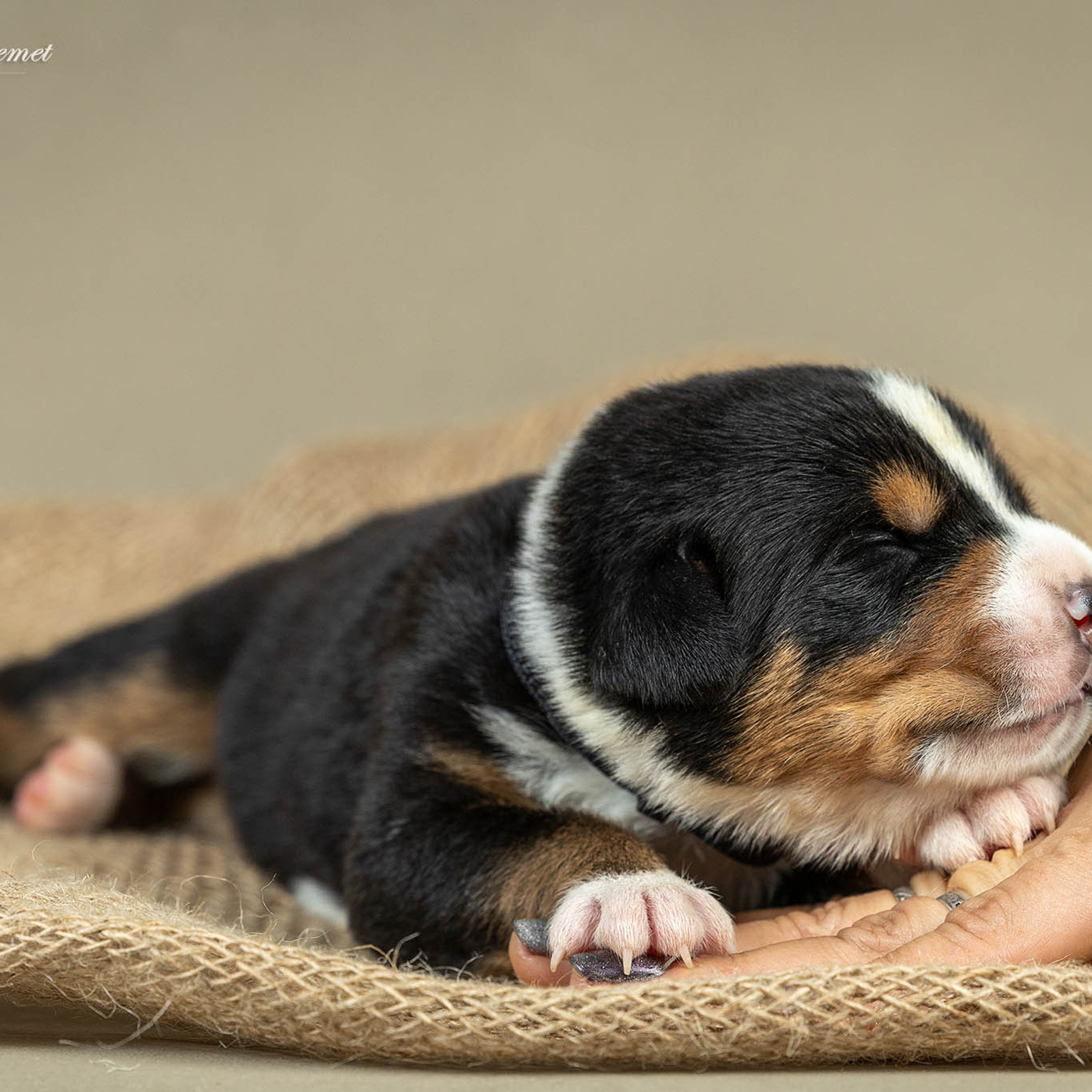 Щенки зенненхунда. Питомник Больших Швейцарских Зенненхундов в Калужской области