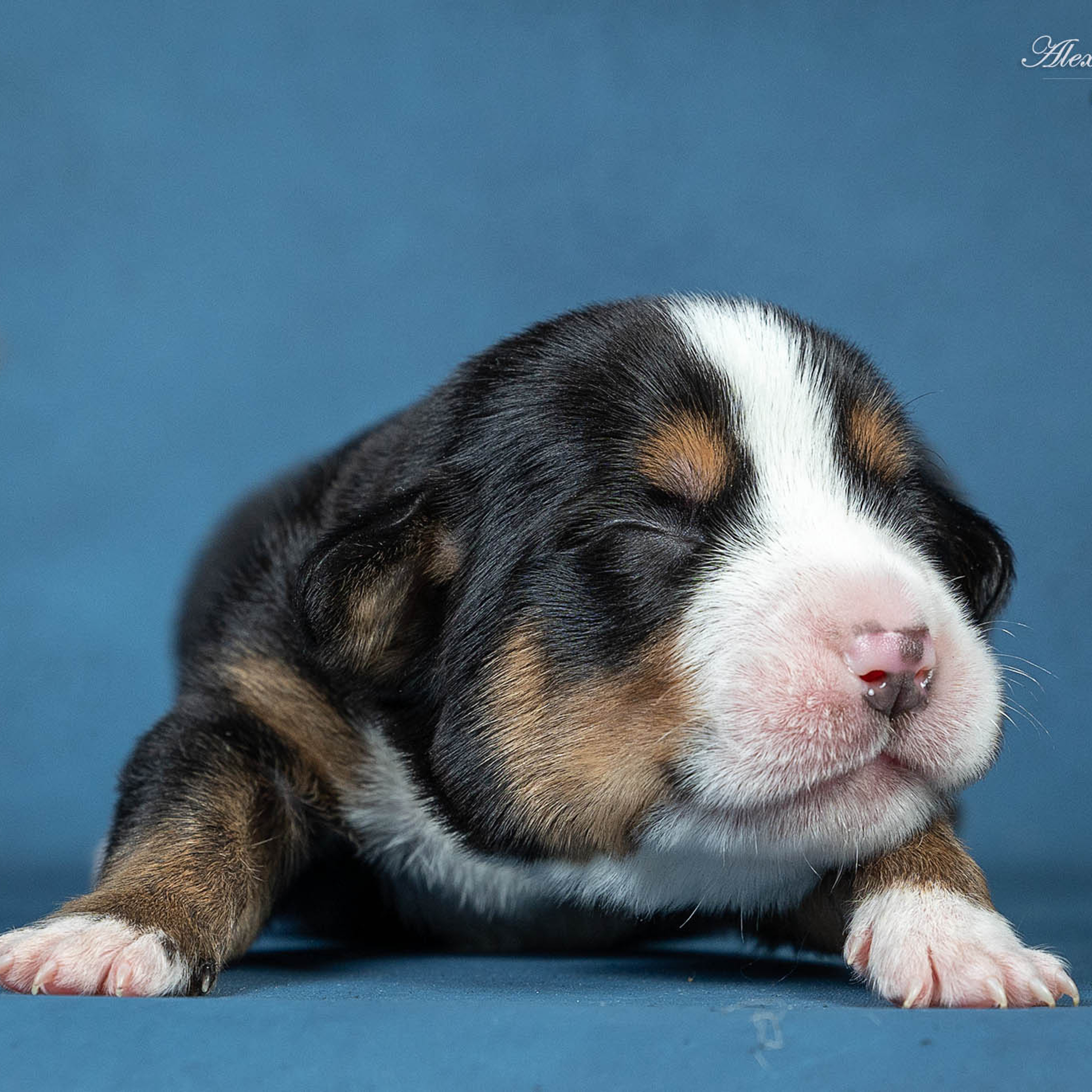 Щенки зенненхунда. Питомник Больших Швейцарских Зенненхундов в Калужской области