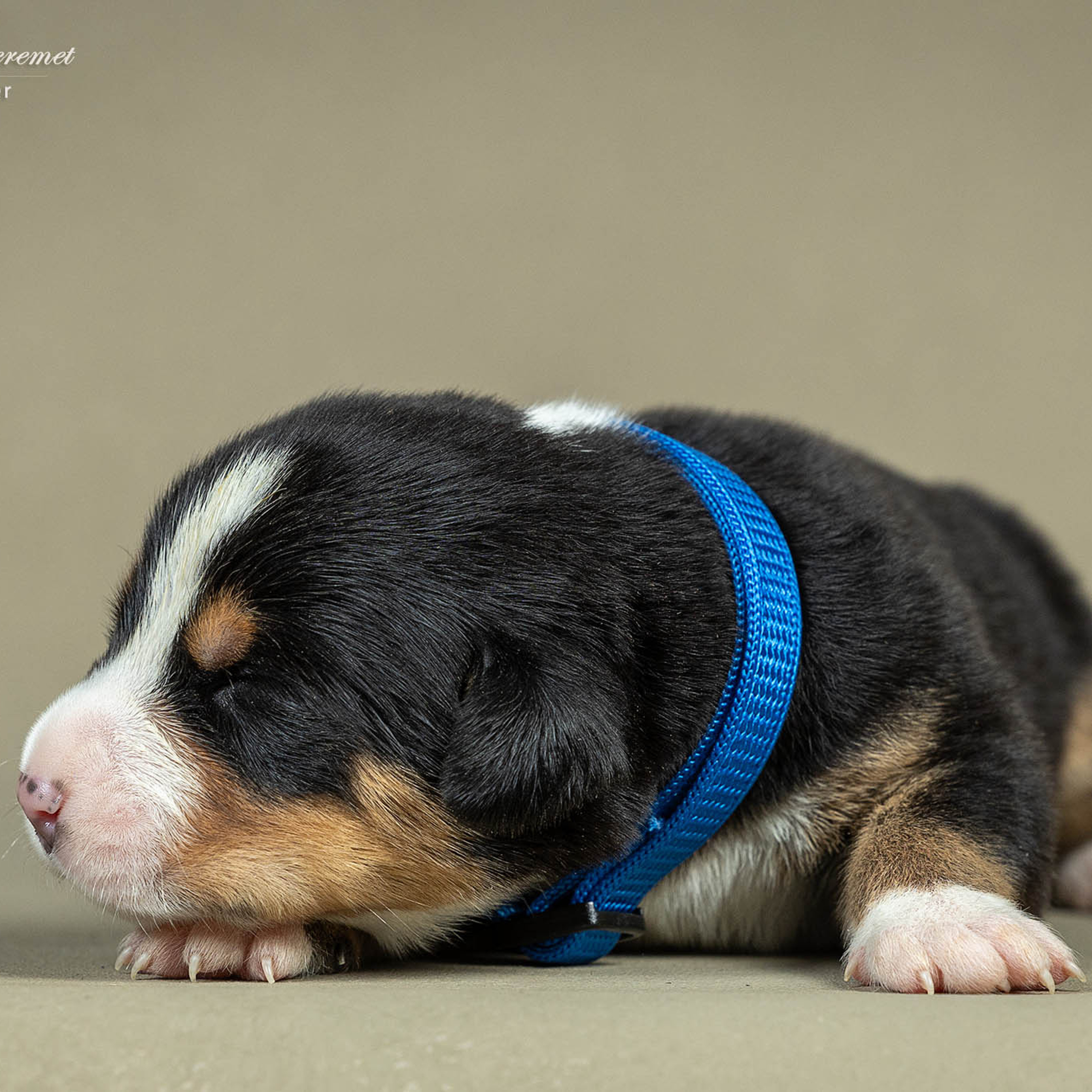Щенки зенненхунда. Питомник Больших Швейцарских Зенненхундов в Калужской области