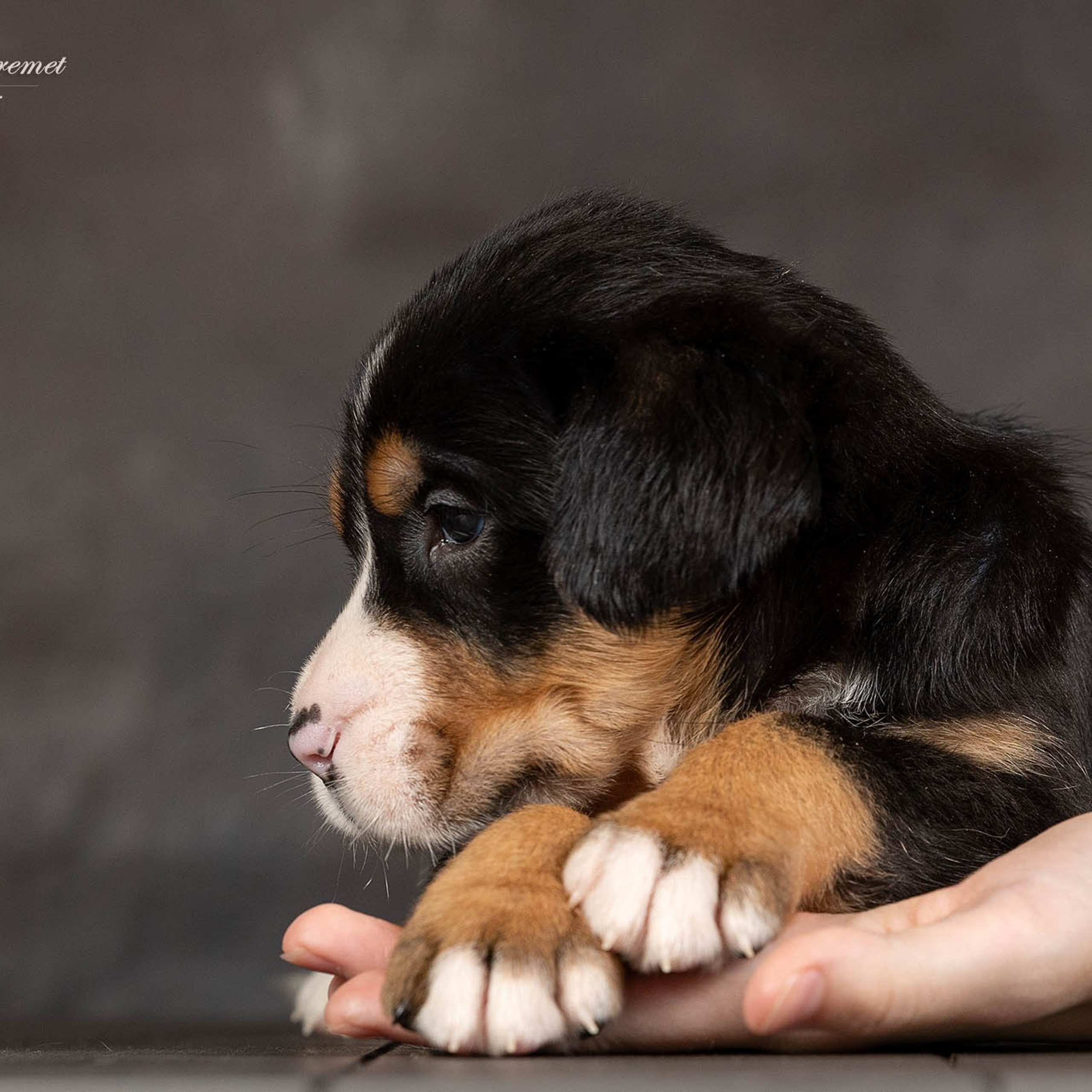 Щенки зенненхунда. Питомник Больших Швейцарских Зенненхундов в Калужской области
