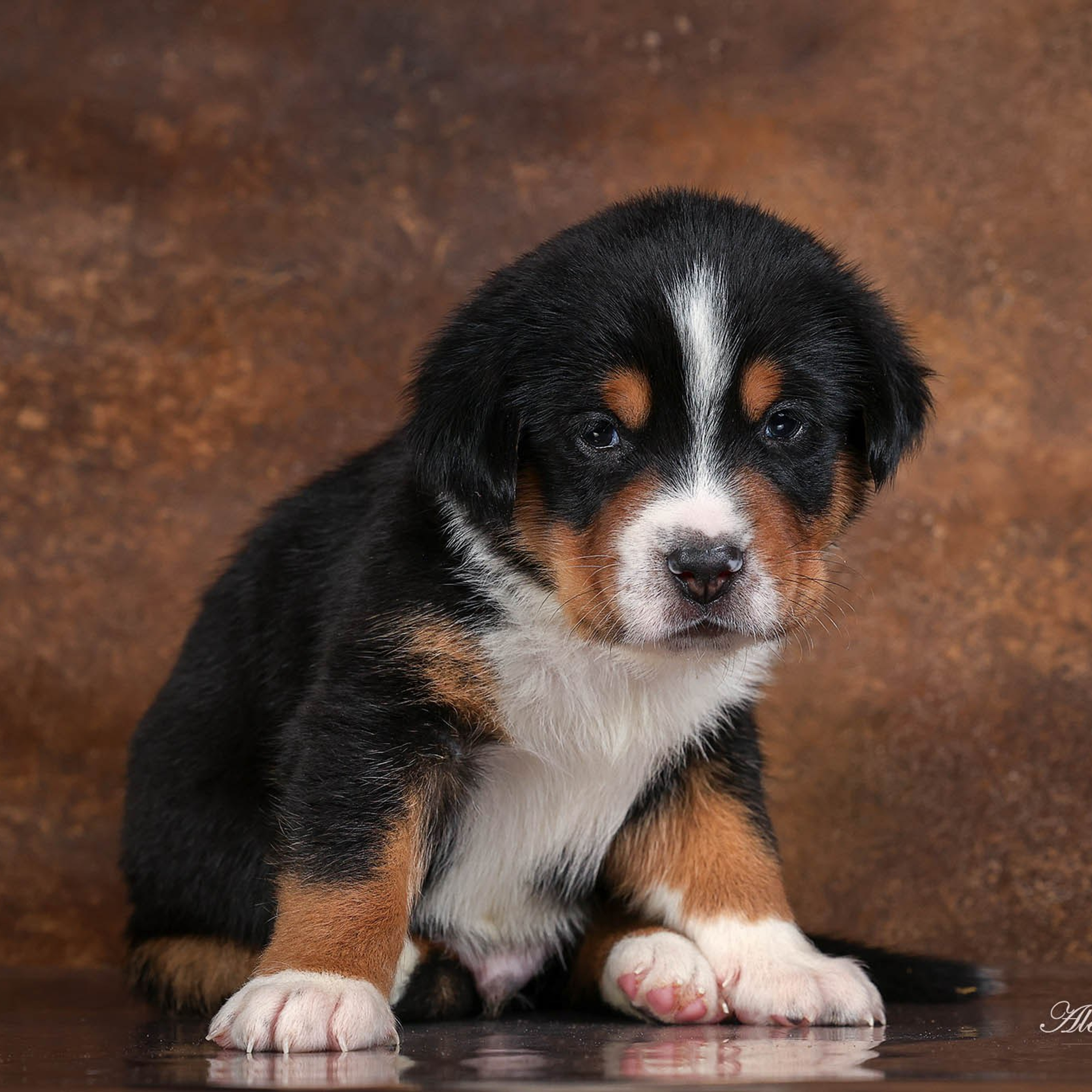 Щенки зенненхунда. Питомник Больших Швейцарских Зенненхундов в Калужской области