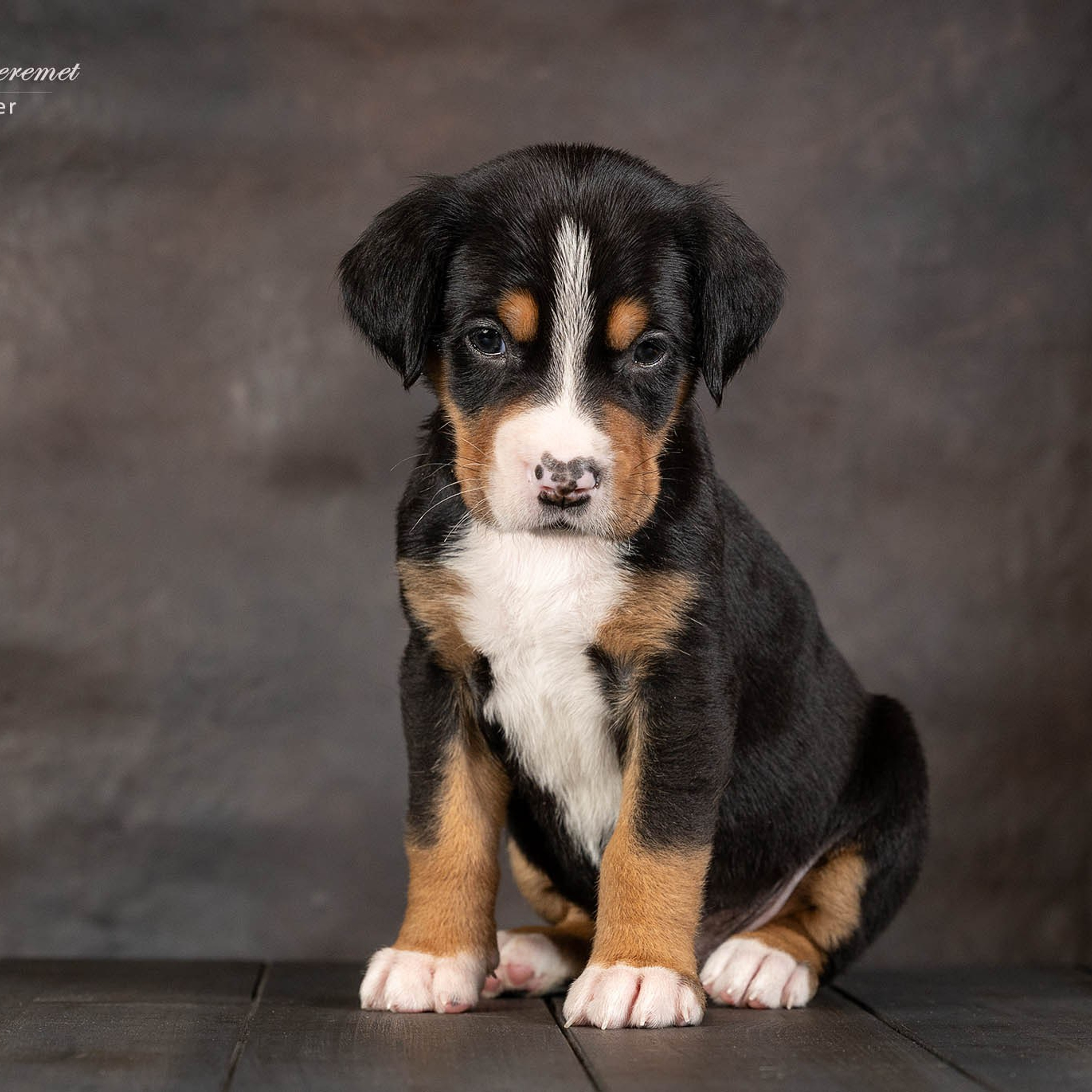 Щенки зенненхунда. Питомник Больших Швейцарских Зенненхундов в Калужской области