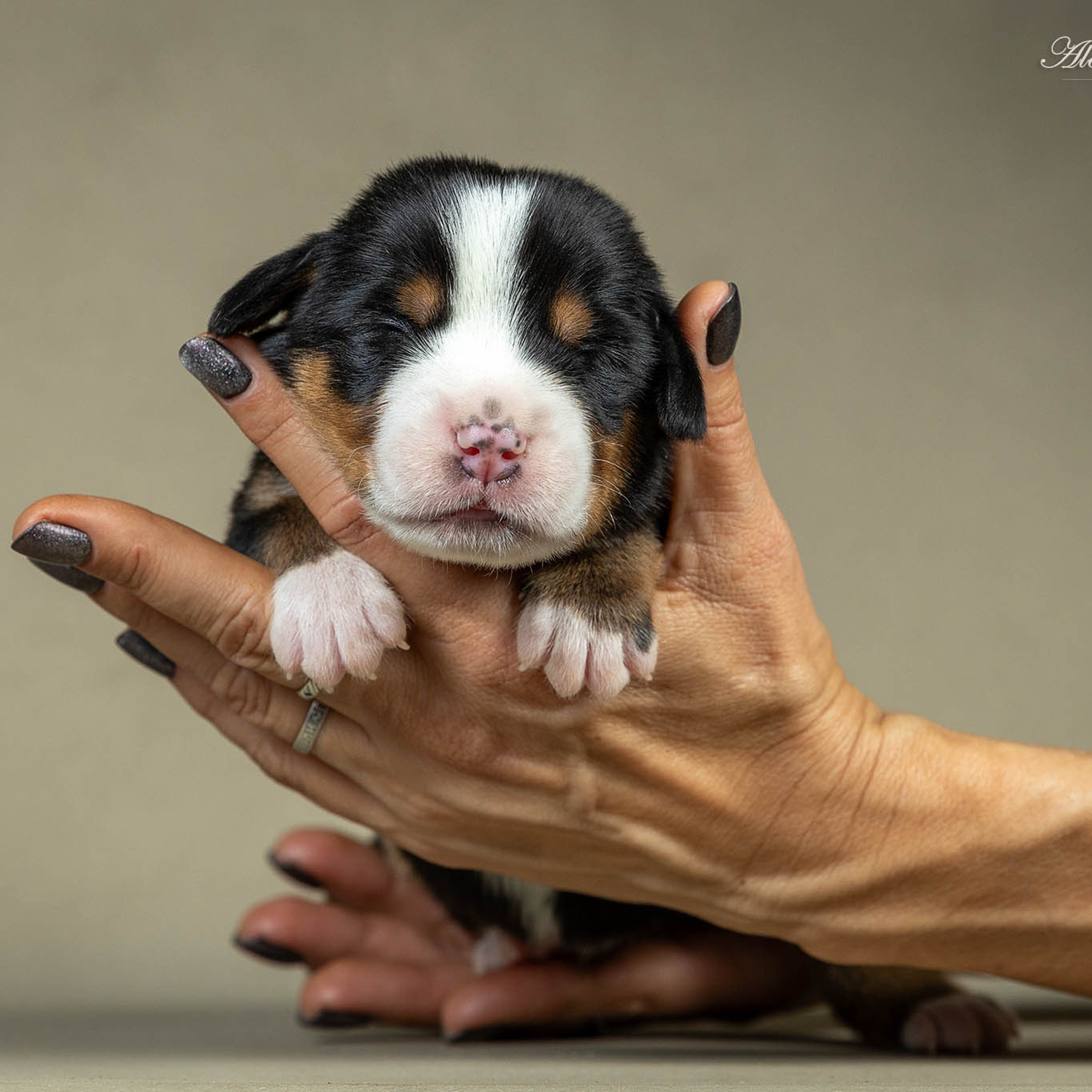 Щенки зенненхунда. Питомник Больших Швейцарских Зенненхундов в Калужской области