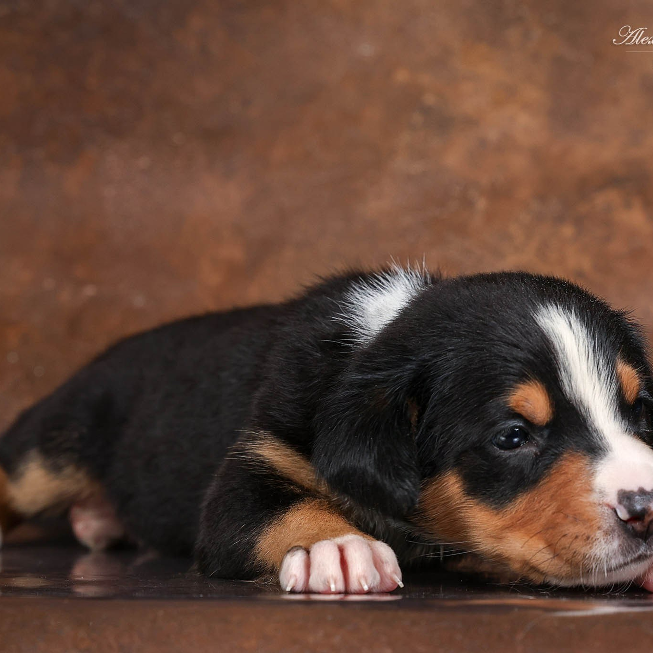 Щенки зенненхунда. Питомник Больших Швейцарских Зенненхундов в Калужской области