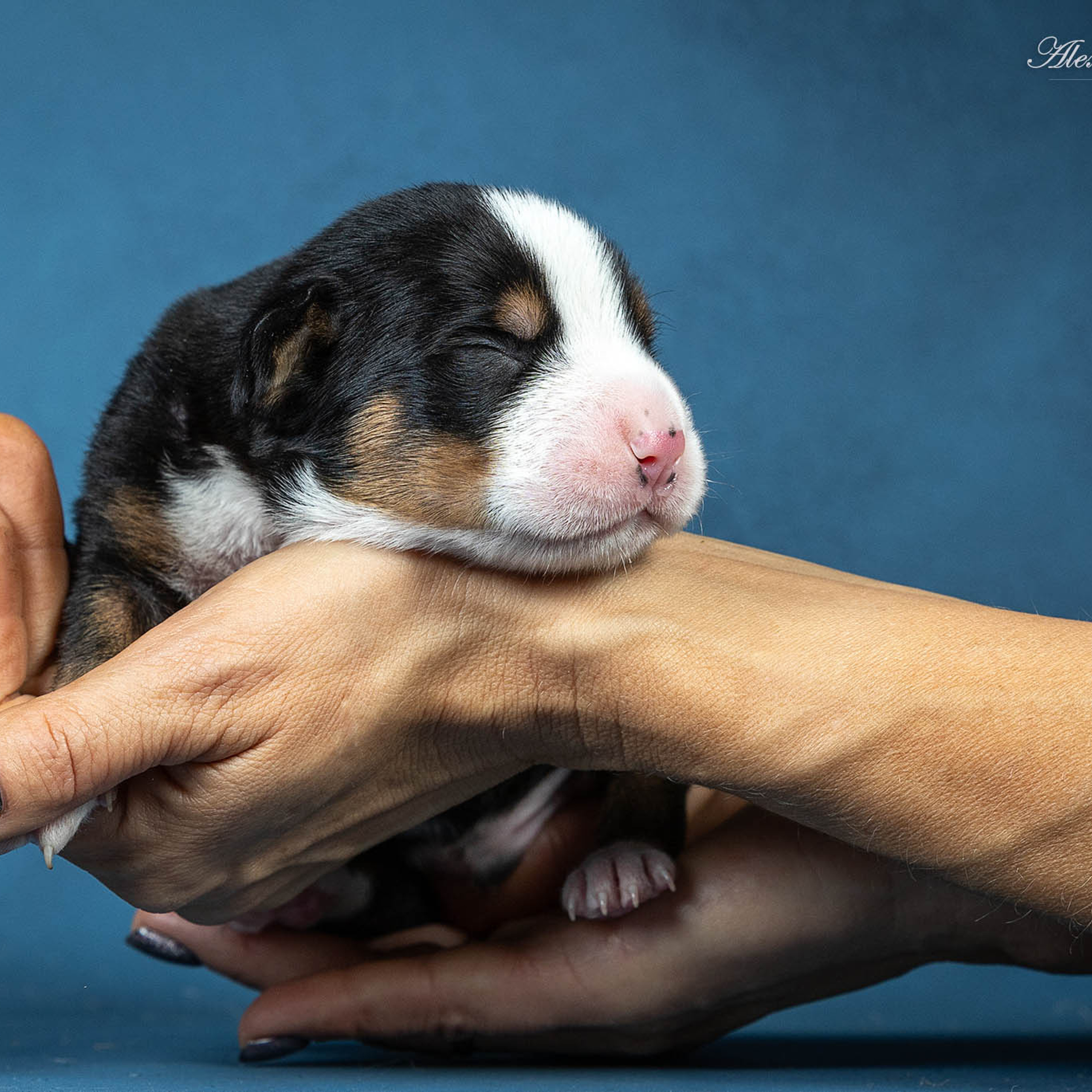 Щенки зенненхунда. Питомник Больших Швейцарских Зенненхундов в Калужской области