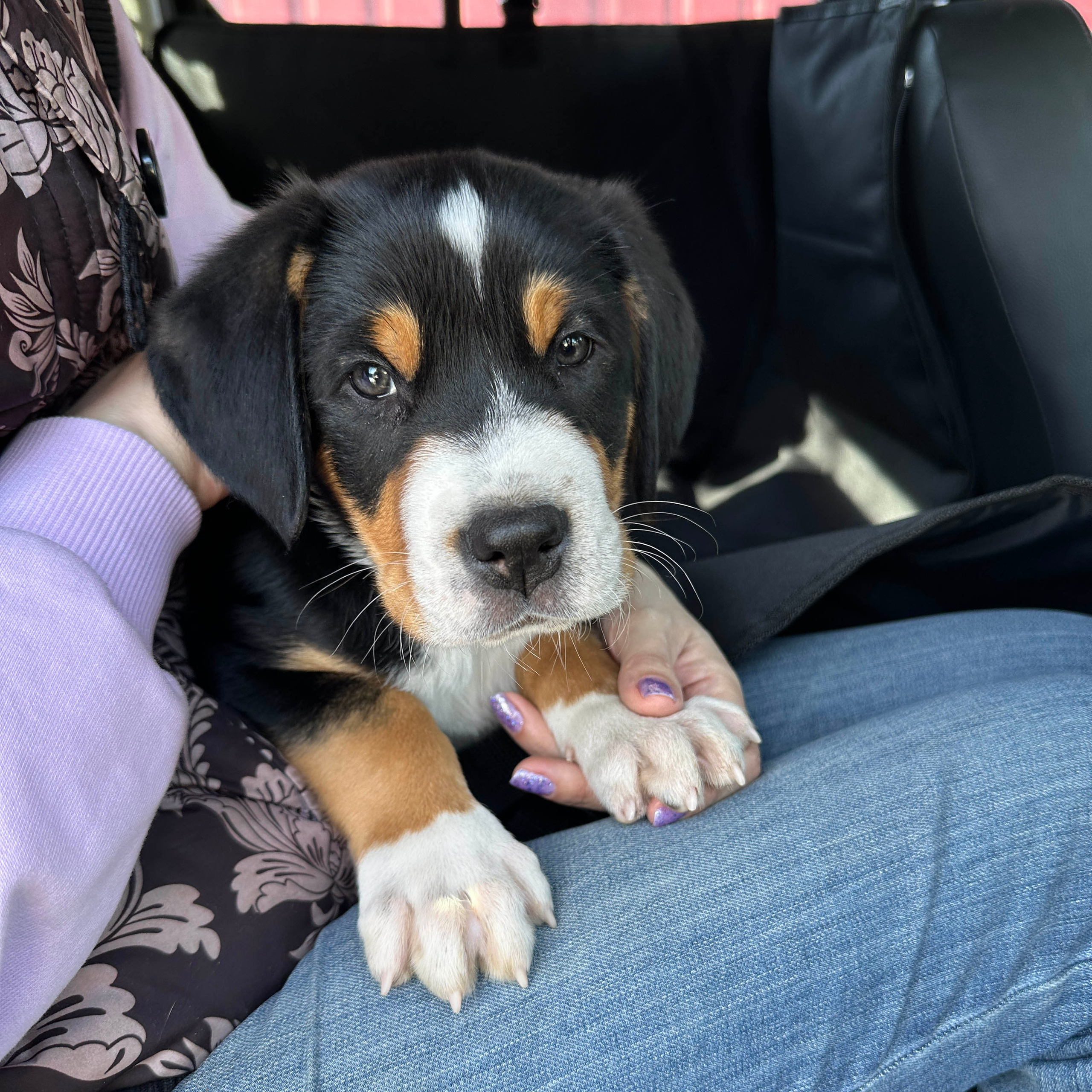 Отзывы. Питомник Больших Швейцарских Зенненхундов в Калужской области / Москва
