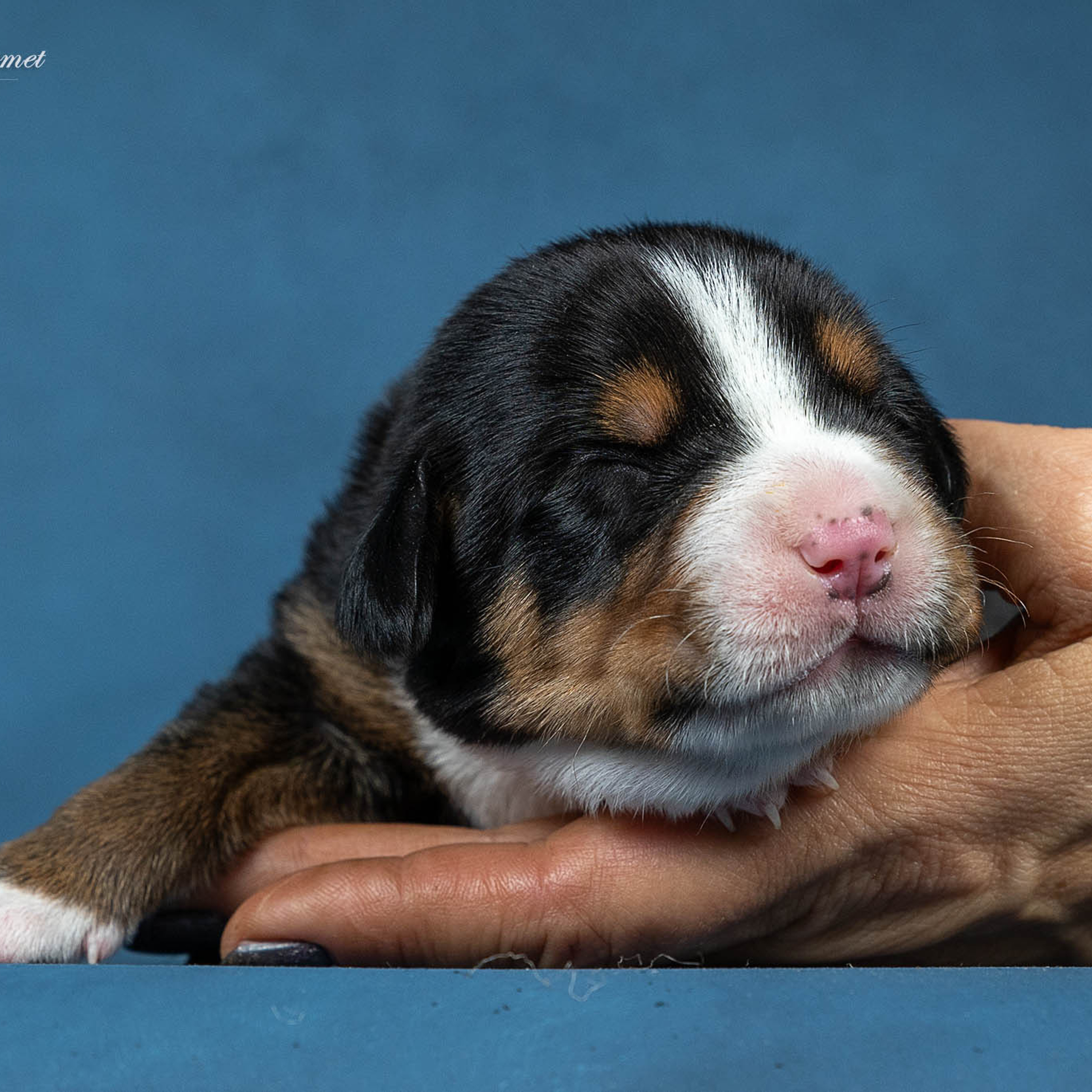 Щенки зенненхунда. Питомник Больших Швейцарских Зенненхундов в Калужской области