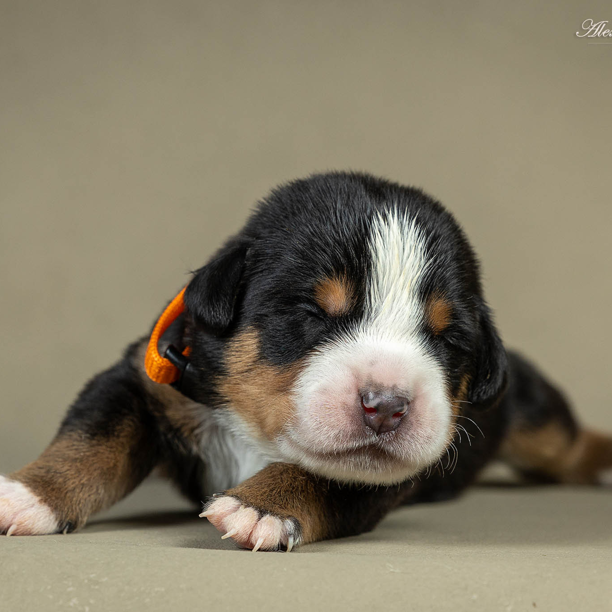 Щенки зенненхунда. Питомник Больших Швейцарских Зенненхундов в Калужской области