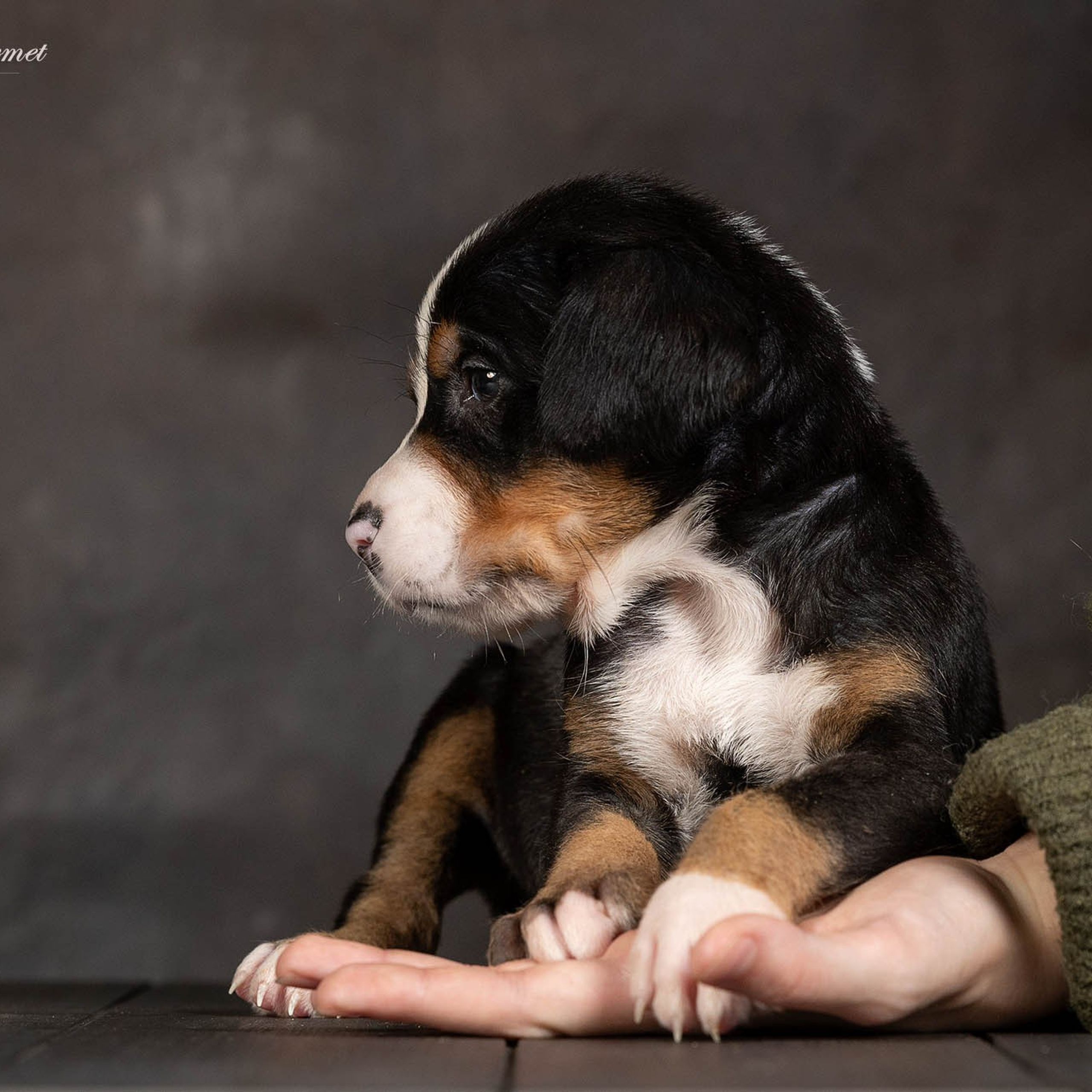 Щенки зенненхунда. Питомник Больших Швейцарских Зенненхундов в Калужской области