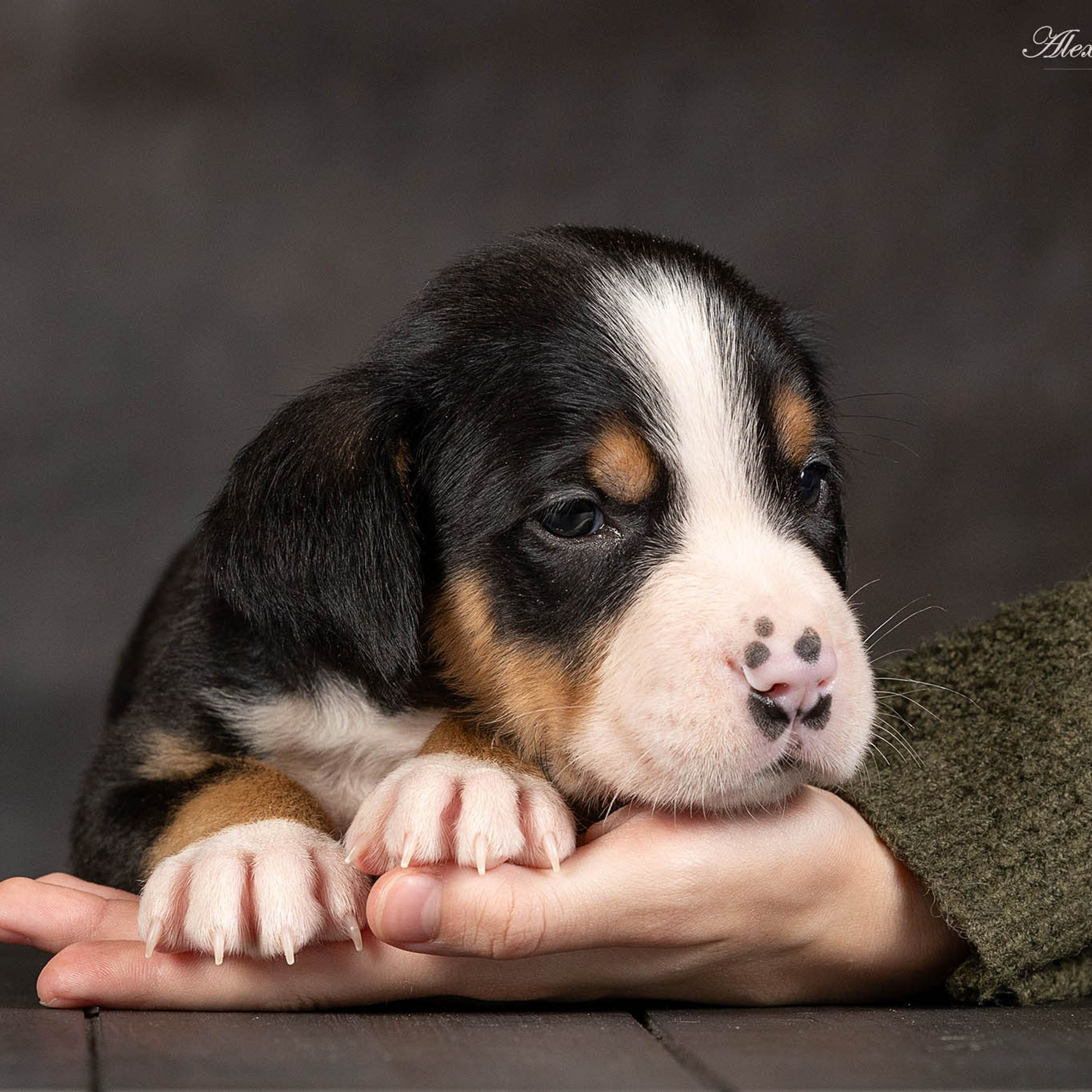 Щенки зенненхунда. Питомник Больших Швейцарских Зенненхундов в Калужской области