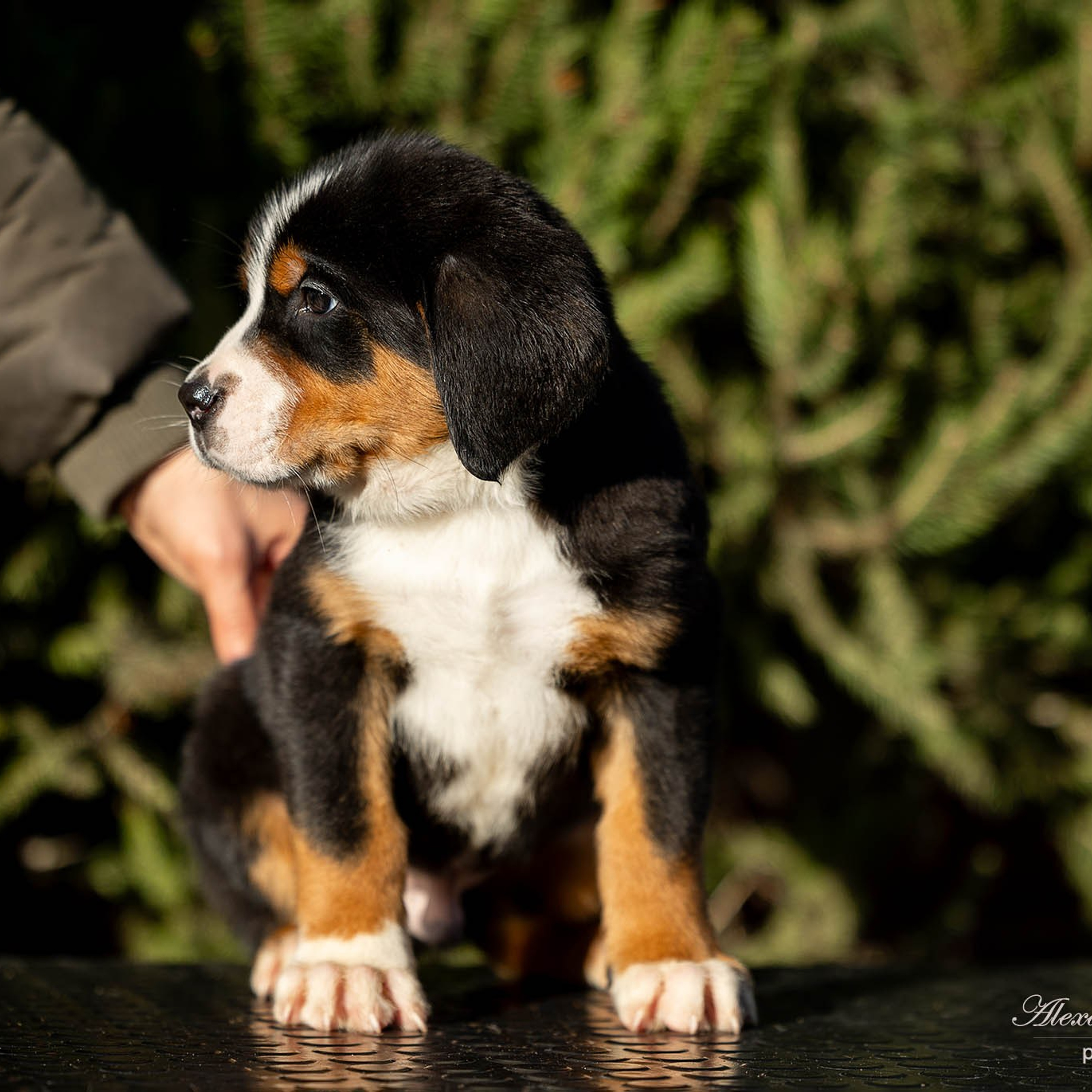 Щенки зенненхунда. Питомник Больших Швейцарских Зенненхундов в Калужской области