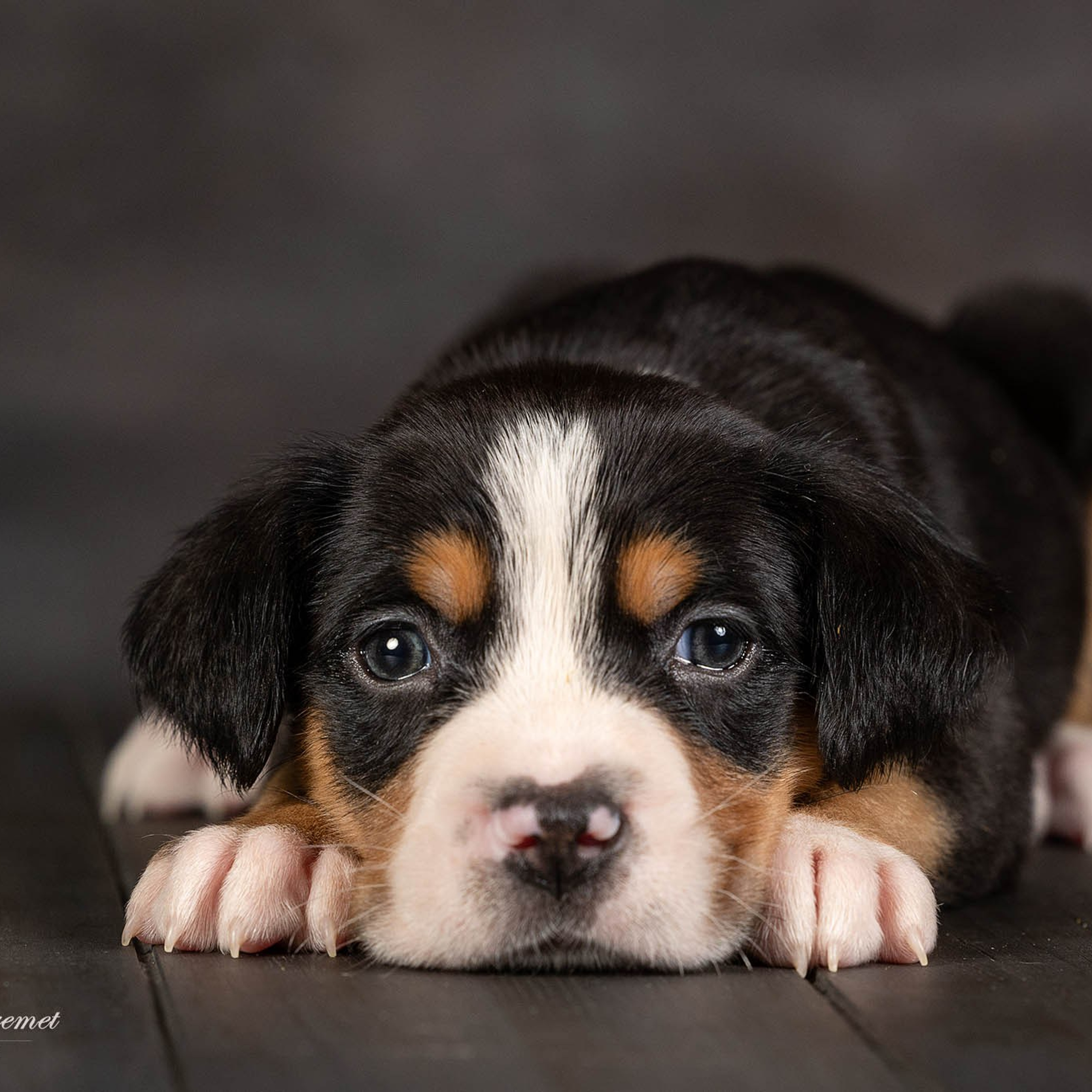 Щенки зенненхунда. Питомник Больших Швейцарских Зенненхундов в Калужской области