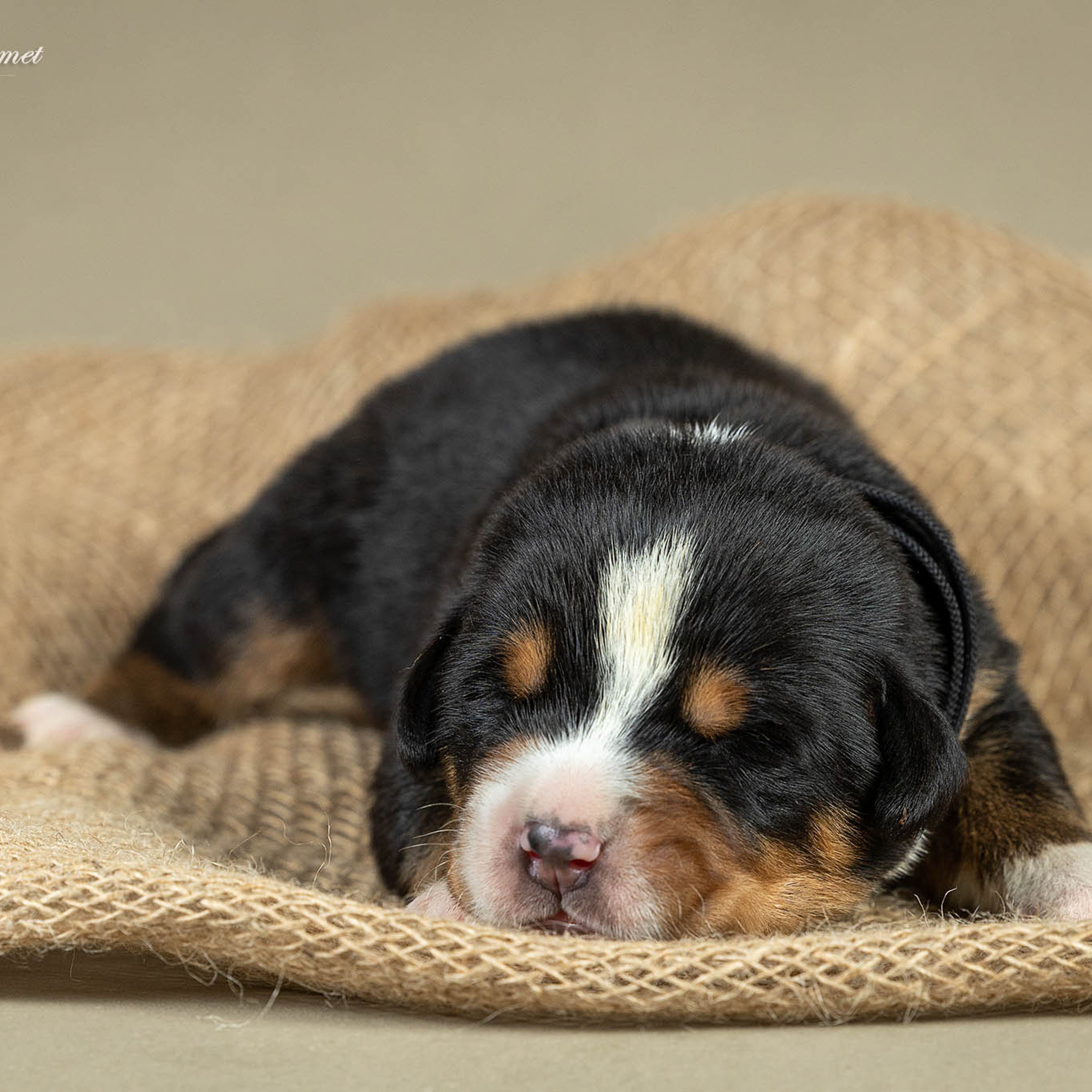 Щенки зенненхунда. Питомник Больших Швейцарских Зенненхундов в Калужской области