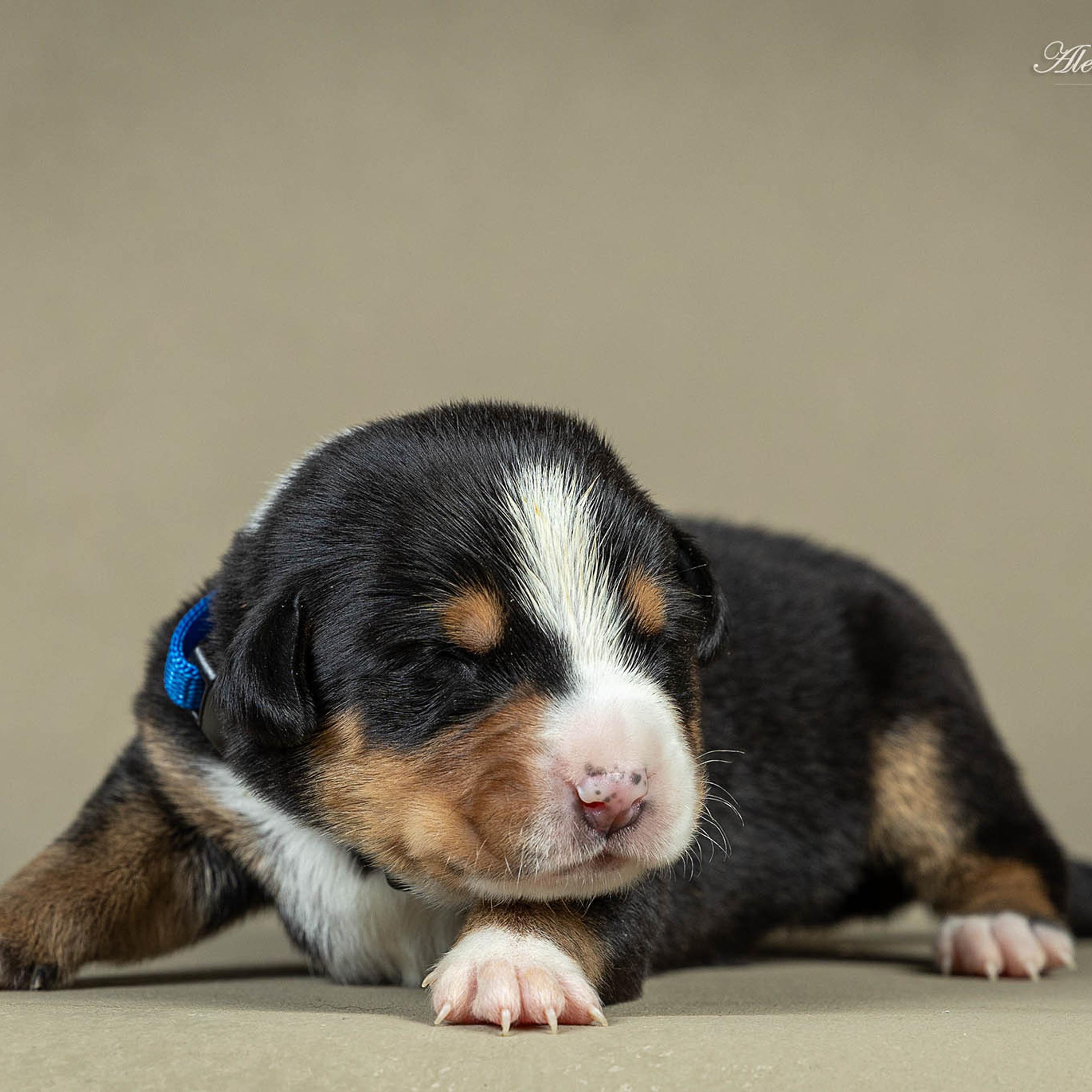 Щенки зенненхунда. Питомник Больших Швейцарских Зенненхундов в Калужской области