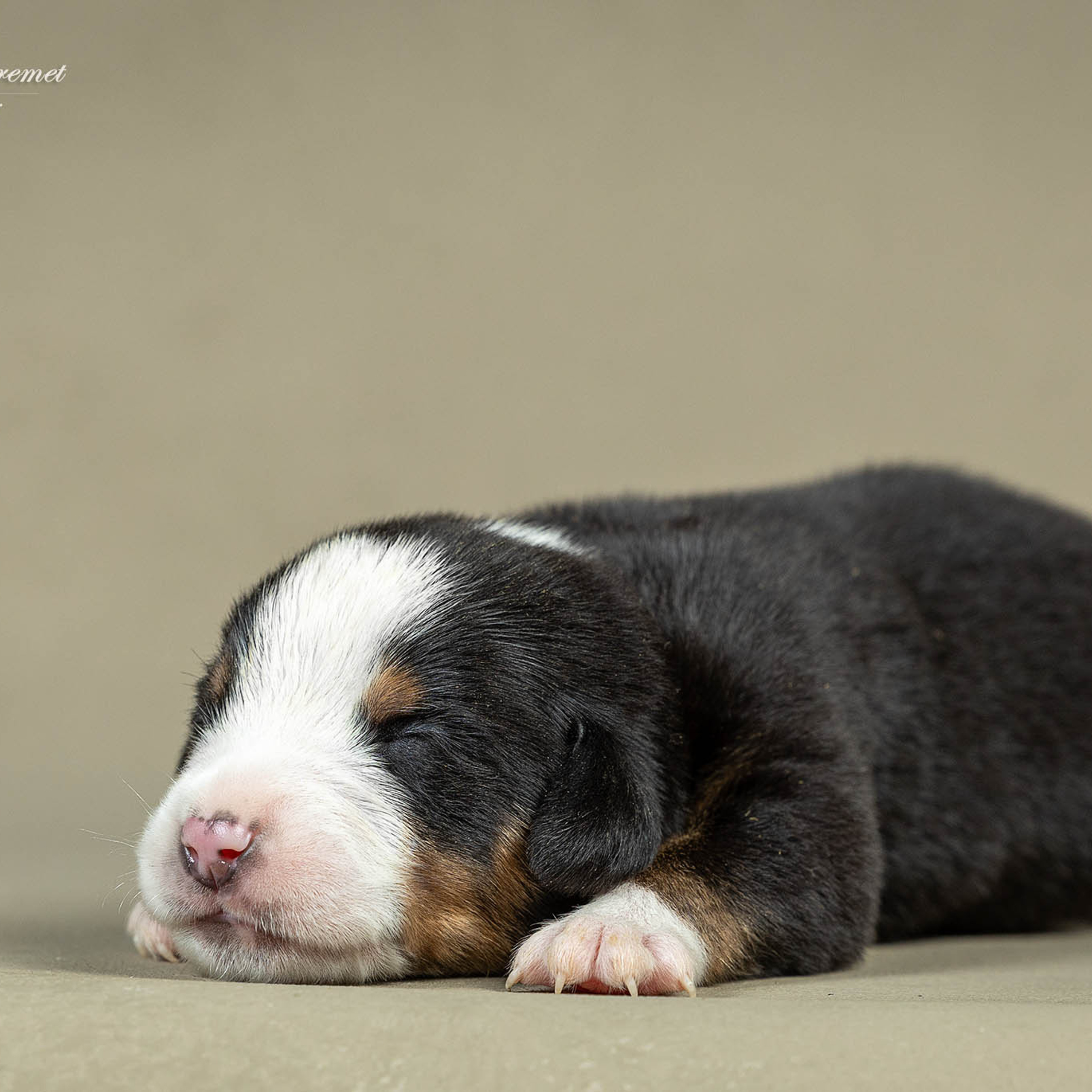 Щенки зенненхунда. Питомник Больших Швейцарских Зенненхундов в Калужской области