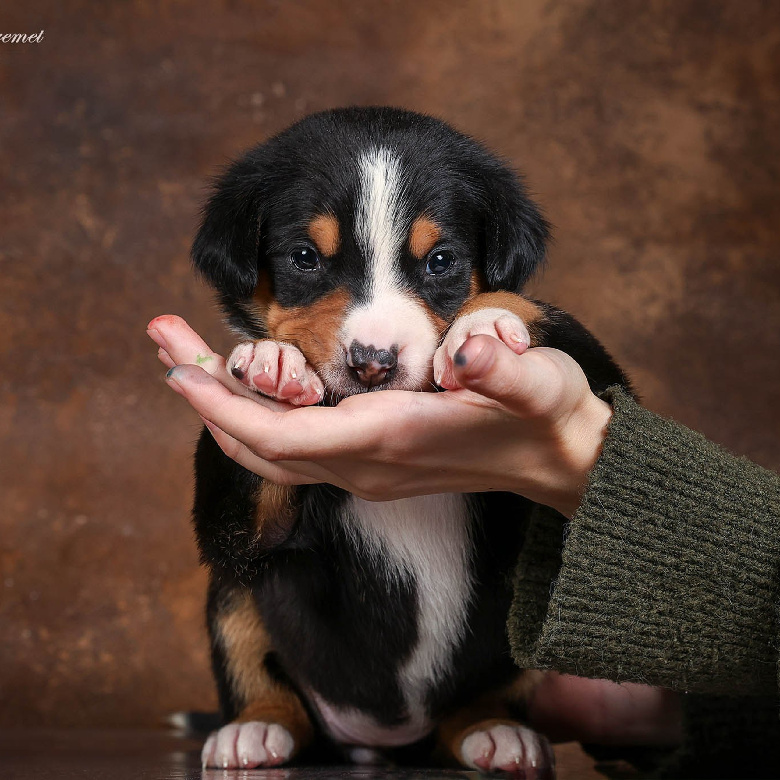 Щенки зенненхунда. Питомник Больших Швейцарских Зенненхундов в Калужской области
