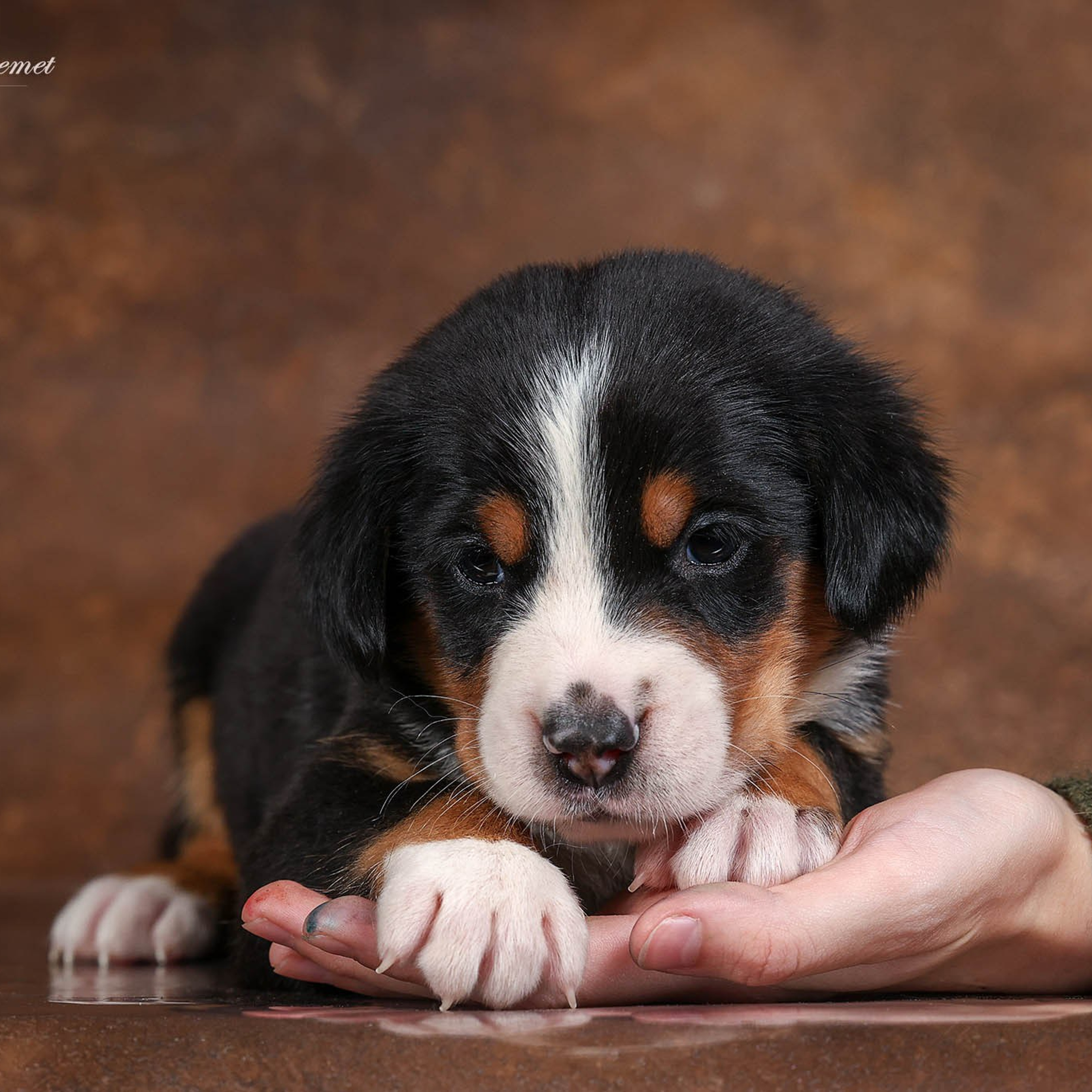 Щенки зенненхунда. Питомник Больших Швейцарских Зенненхундов в Калужской области