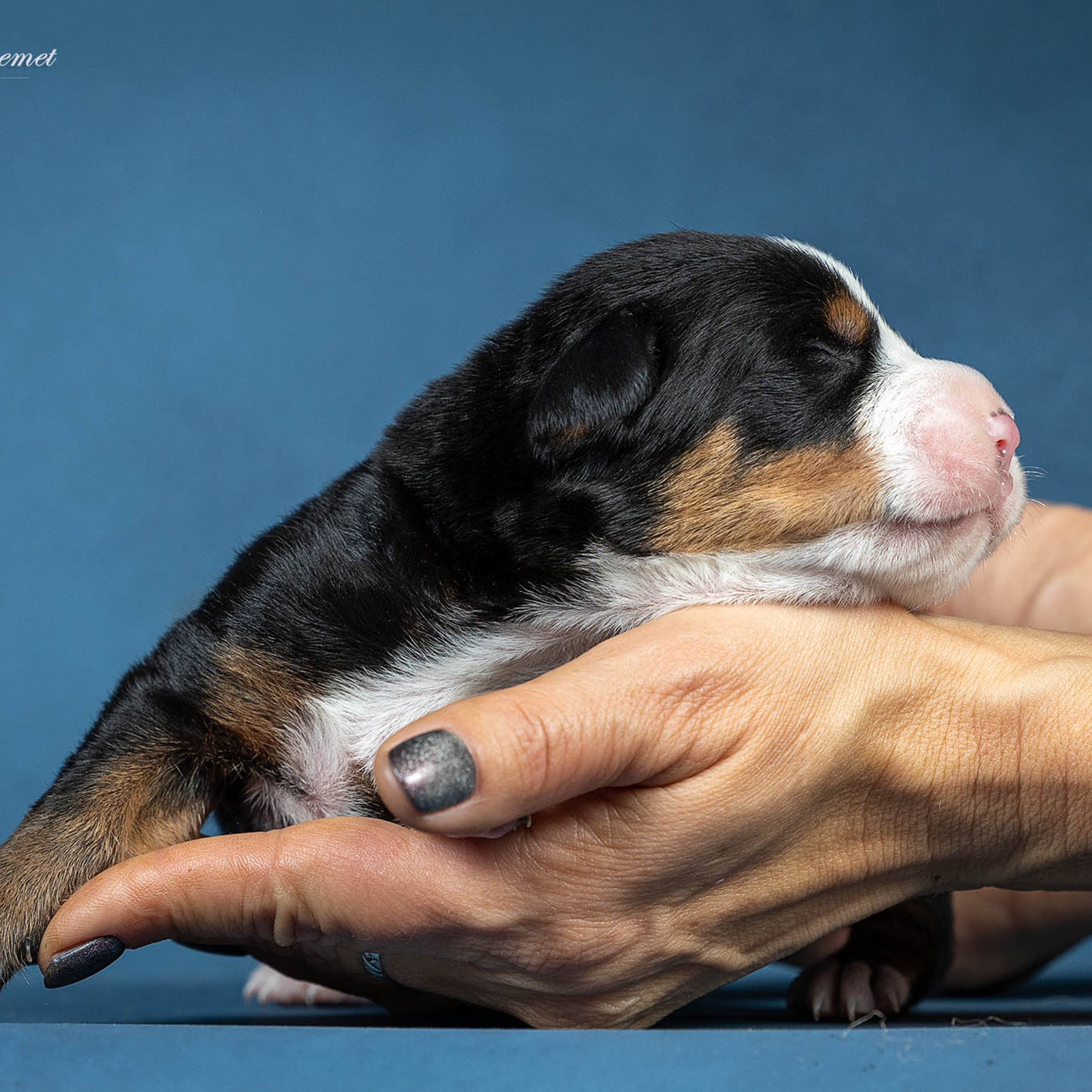 Щенки зенненхунда. Питомник Больших Швейцарских Зенненхундов в Калужской области
