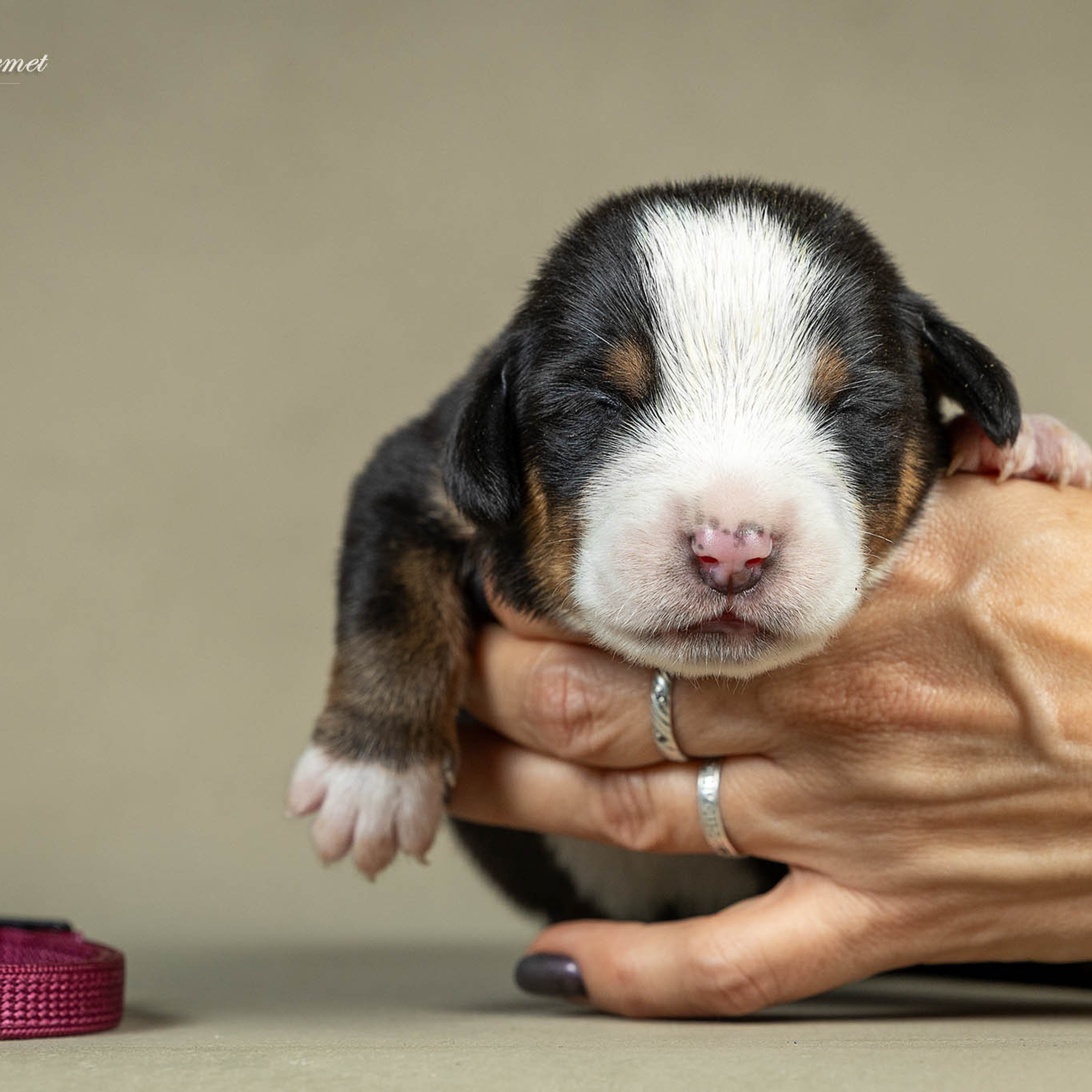Щенки зенненхунда. Питомник Больших Швейцарских Зенненхундов в Калужской области