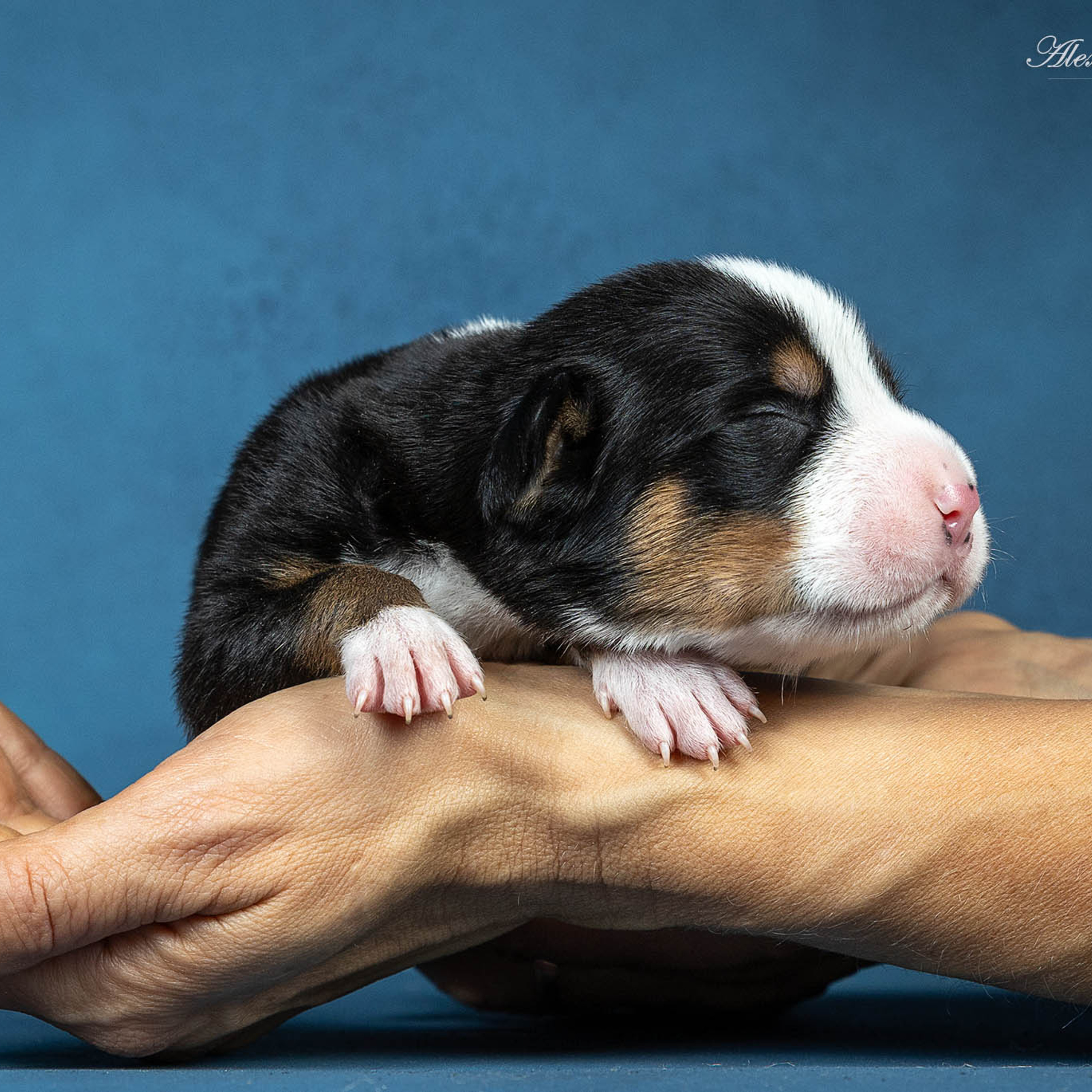 Щенки зенненхунда. Питомник Больших Швейцарских Зенненхундов в Калужской области