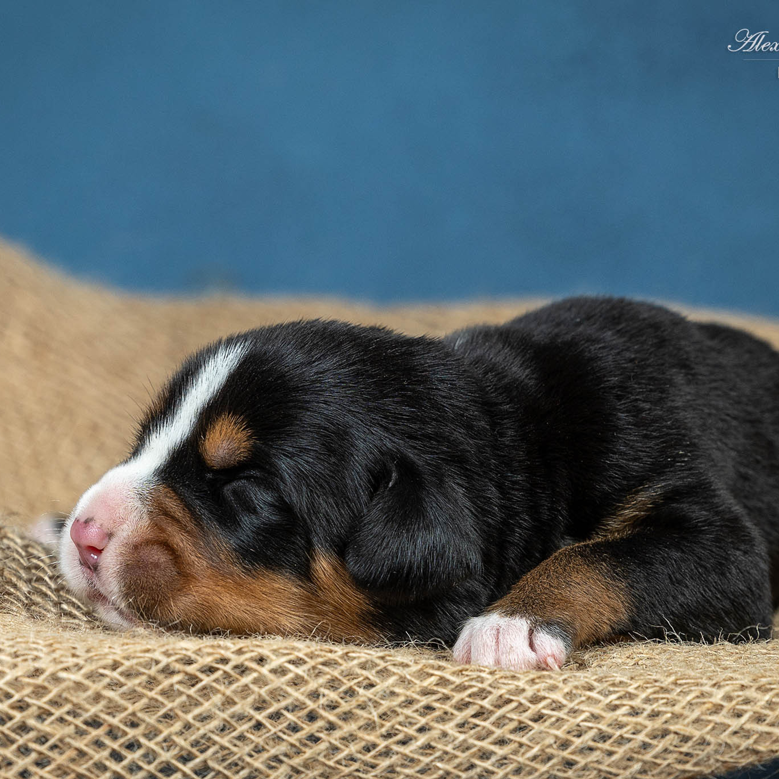 Щенки зенненхунда. Питомник Больших Швейцарских Зенненхундов в Калужской области